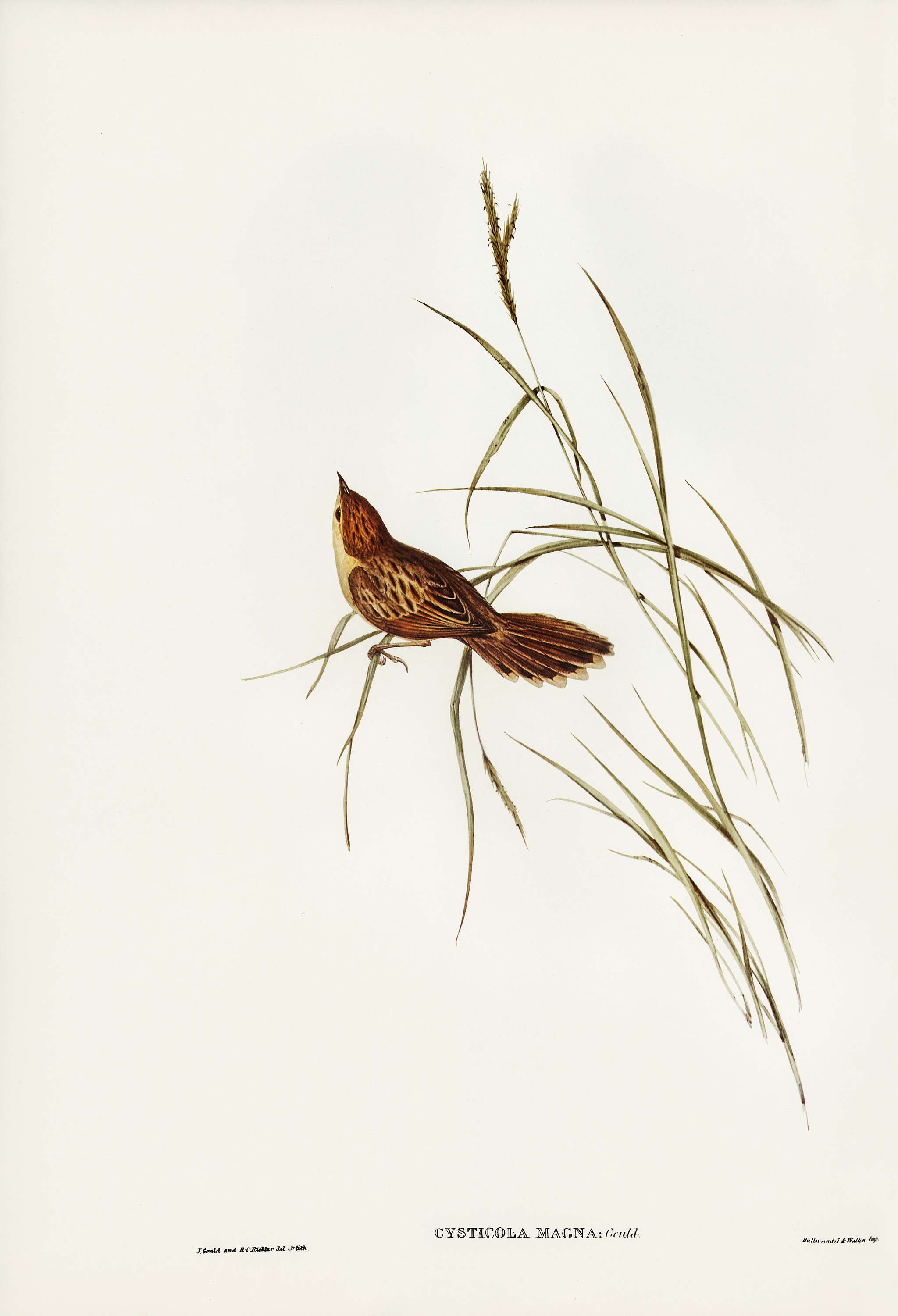 Great Warbler (Cysticola magna) illustrated by Elizabeth Gould (1804–1841) for John Gould’s (1804-1881) Birds of... Great Warbler (Cysticola magna) illustrated by Elizabeth Gould (1804–1841) for John Gould’s (1804-1881) Birds of...