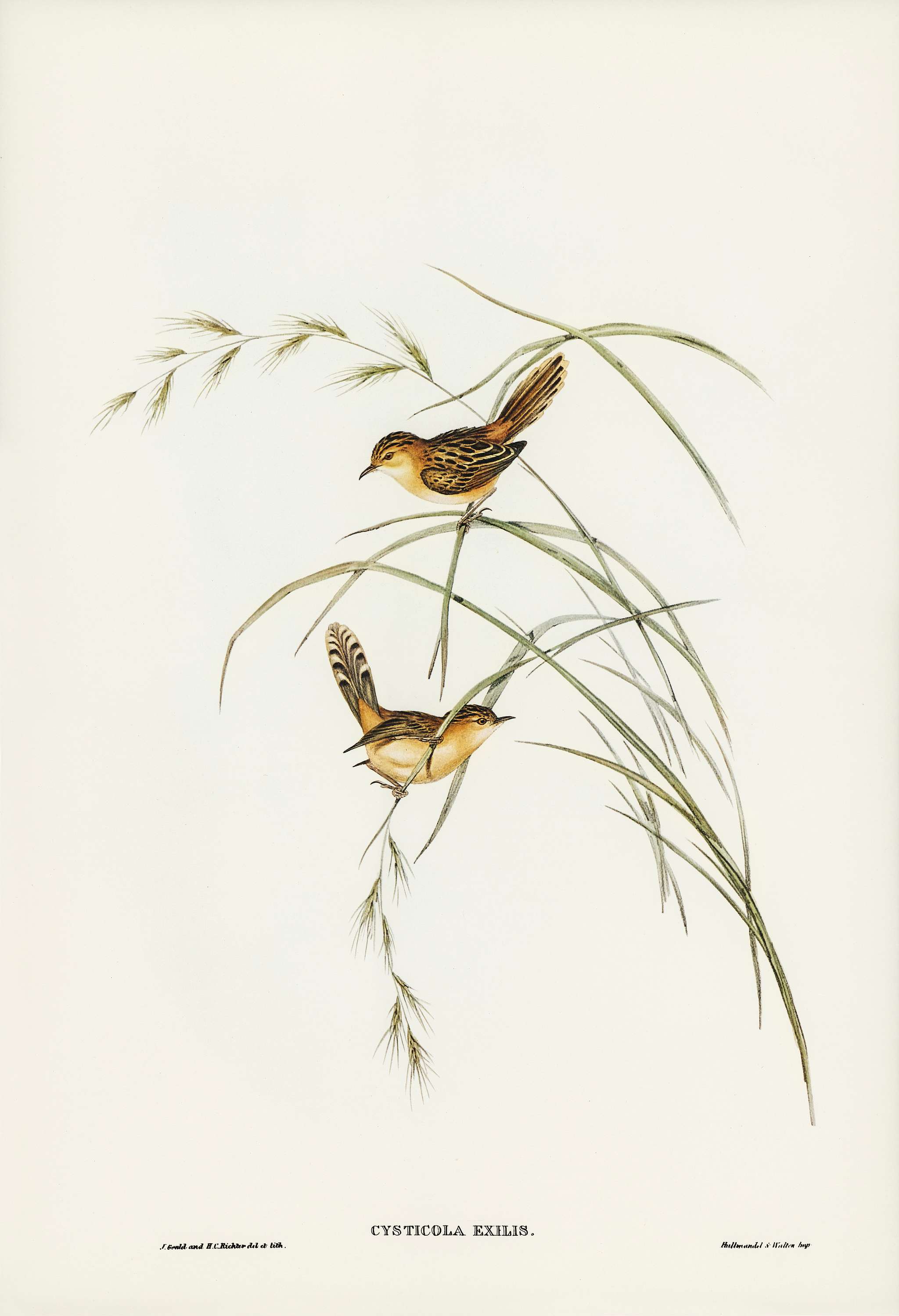 Exile Warbler (Cysticola exilis) illustrated by Elizabeth Gould (1804–1841) for John Gould’s (1804-1881) Birds... Exile Warbler (Cysticola exilis) illustrated by Elizabeth Gould (1804–1841) for John Gould’s (1804-1881) Birds...