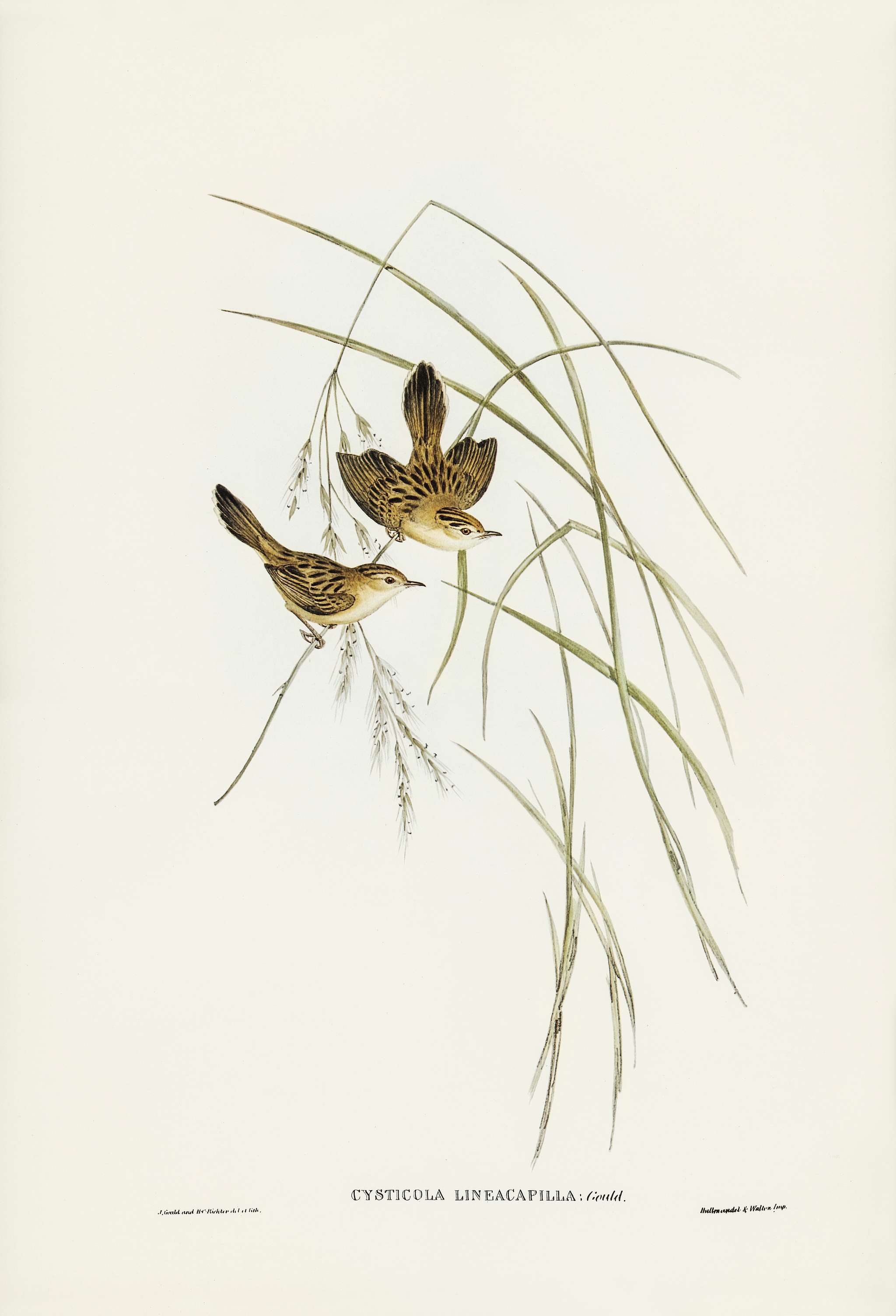 Lineated Warbler (Cysticola lineocapilla) illustrated by Elizabeth Gould (1804–1841) for John Gould’s (1804-1881... Lineated Warbler (Cysticola lineocapilla) illustrated by Elizabeth Gould (1804–1841) for John Gould’s (1804-1881...