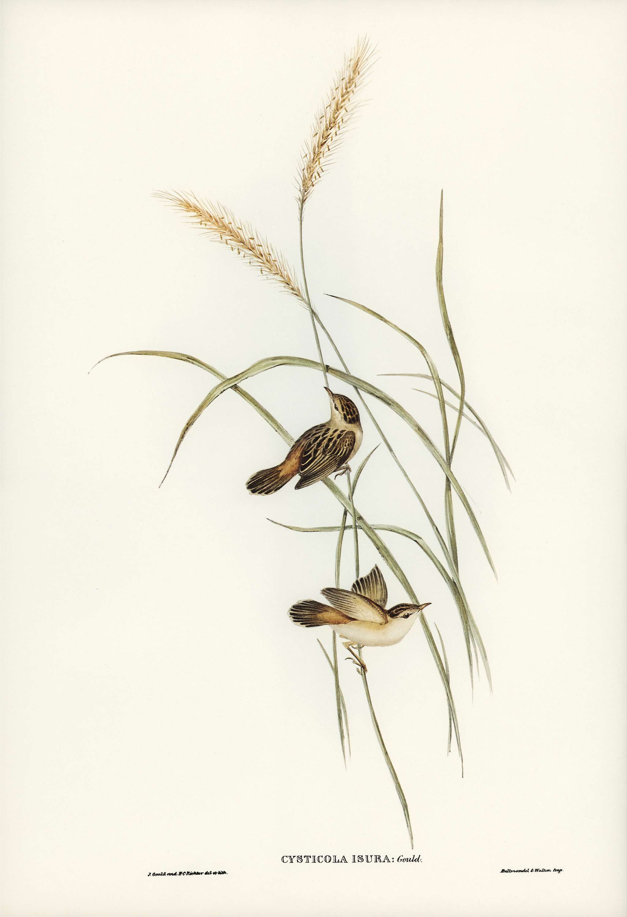 Square-tailed Warbler (Cysticola isura) illustrated by Elizabeth Gould (1804–1841) for John Gould’s (1804-1881)... Square-tailed Warbler (Cysticola isura) illustrated by Elizabeth Gould (1804–1841) for John Gould’s (1804-1881)...