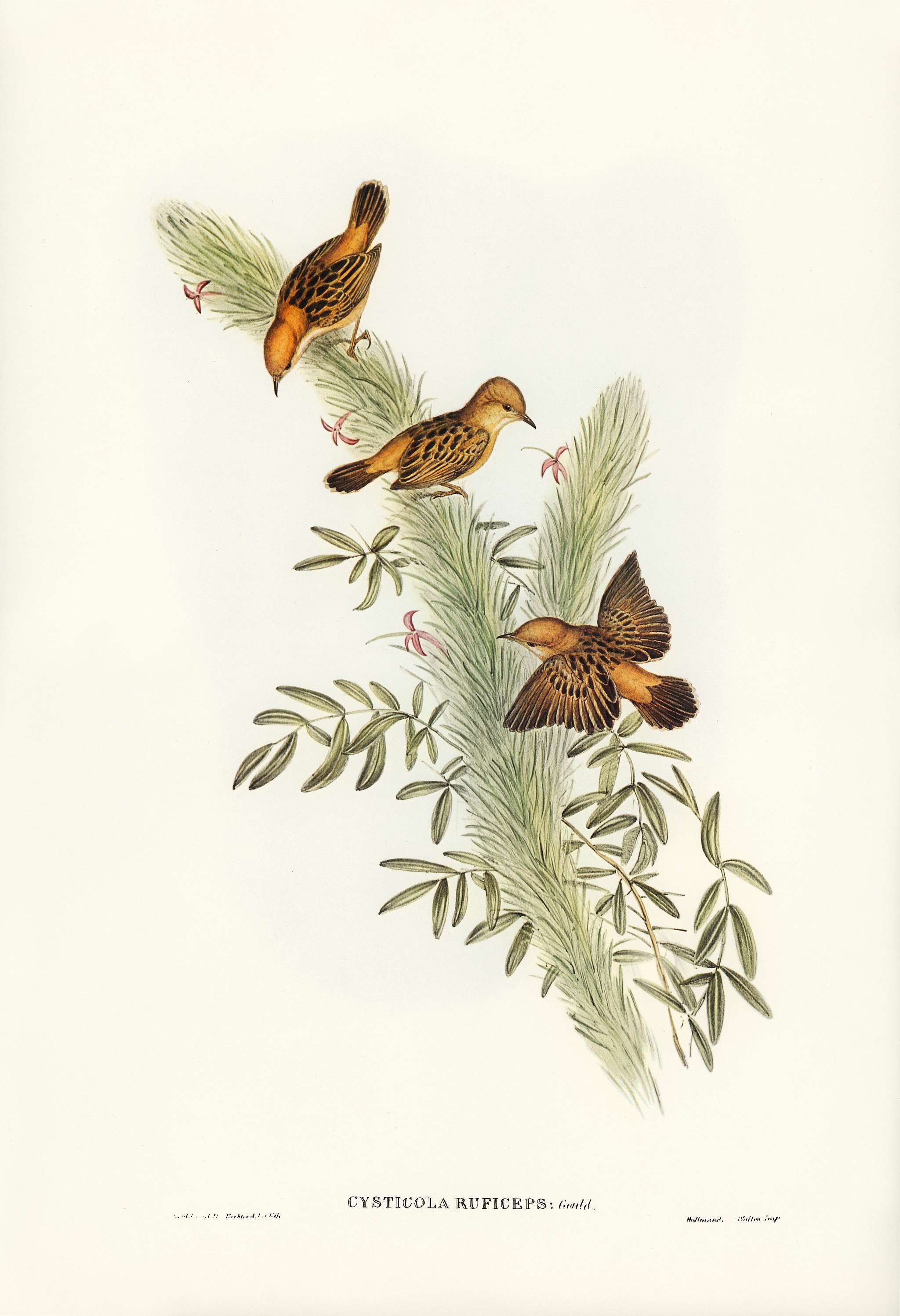 Rufous-headed Warbler (Cysticola ruficeps) illustrated by Elizabeth Gould (1804–1841) for John Gould’s (1804-... Rufous-headed Warbler (Cysticola ruficeps) illustrated by Elizabeth Gould (1804–1841) for John Gould’s (1804-...
