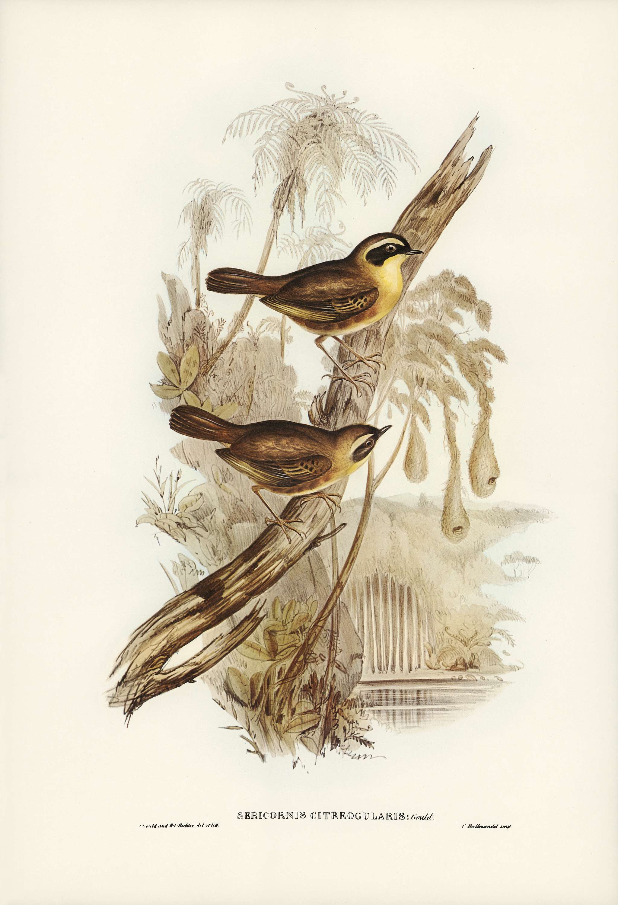 Yellow-throated Sericornis (Sericornis citreogularis) illustrated by Elizabeth Gould (1804–1841) for John Gould’... Yellow-throated Sericornis (Sericornis citreogularis) illustrated by Elizabeth Gould (1804–1841) for John Gould’...
