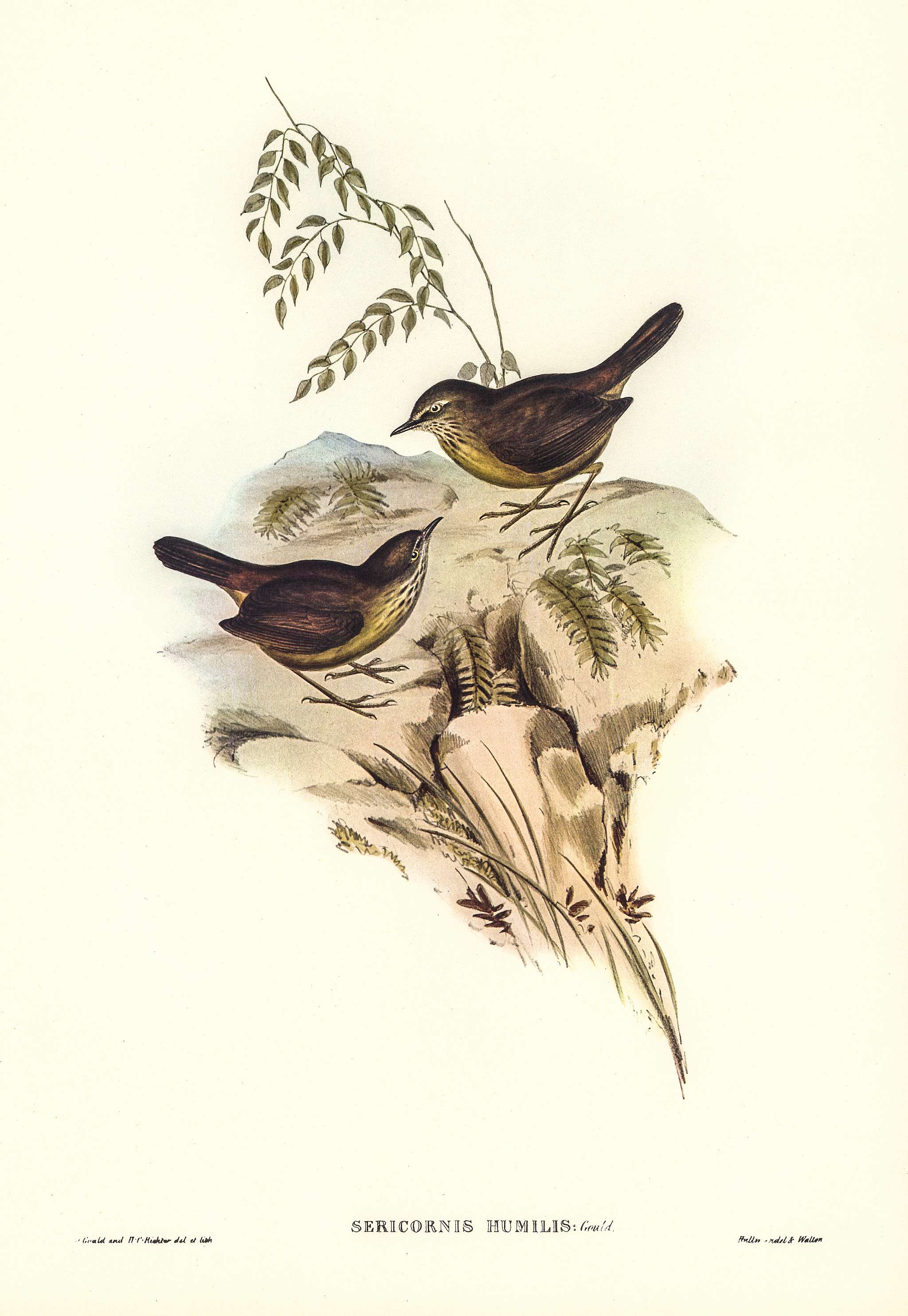 Sombre-coloured Sericornis (Sericornis humilis) illustrated by Elizabeth Gould (1804–1841) for John Gould’s (... Sombre-coloured Sericornis (Sericornis humilis) illustrated by Elizabeth Gould (1804–1841) for John Gould’s (...