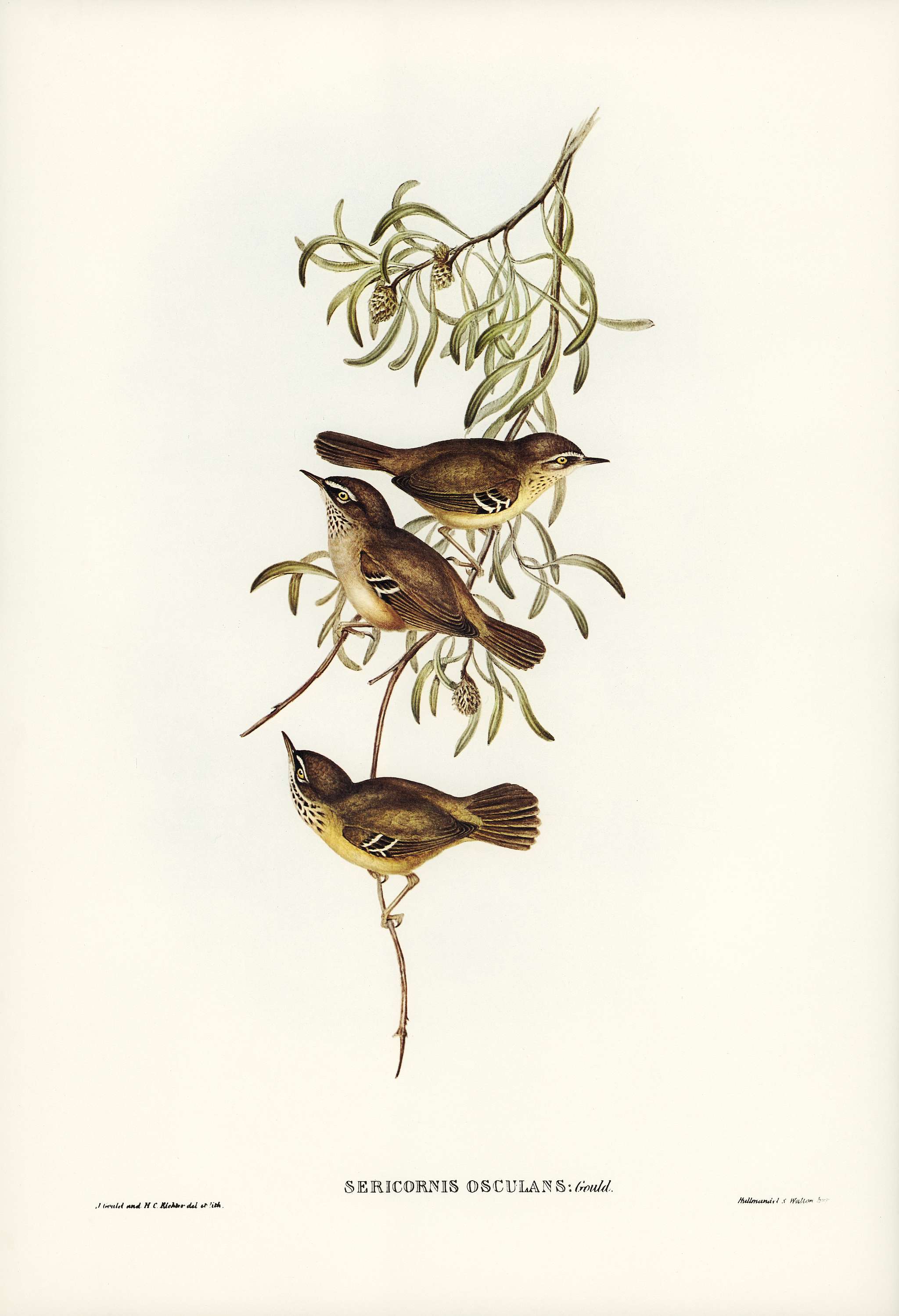 Allied Sericornis (Ericornis osculans) illustrated by Elizabeth Gould (1804–1841) for John Gould’s (1804-1881)... Allied Sericornis (Ericornis osculans) illustrated by Elizabeth Gould (1804–1841) for John Gould’s (1804-1881)...