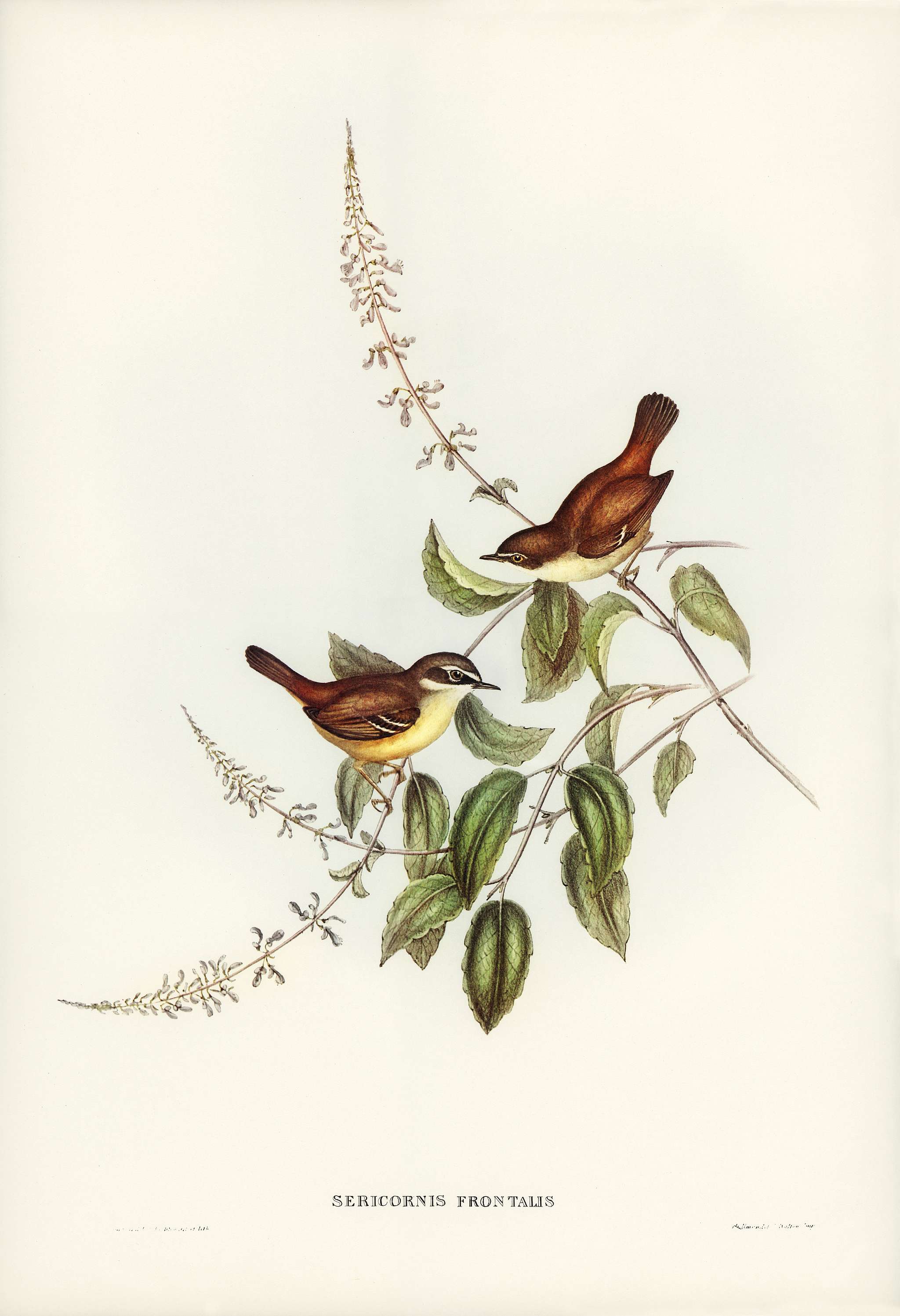 White-fronted Sericornis (Sericornis frontalis) illustrated by Elizabeth Gould (1804–1841) for John Gould’s (... White-fronted Sericornis (Sericornis frontalis) illustrated by Elizabeth Gould (1804–1841) for John Gould’s (...