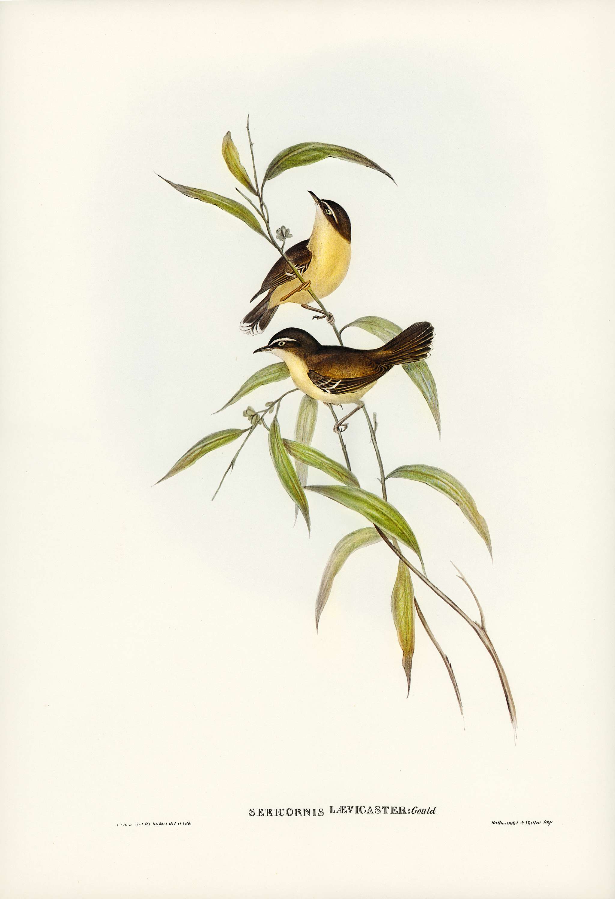 Buff-breasted scrubwren (Sericornis laevigaster) illustrated by Elizabeth Gould (1804–1841) for John Gould’s (... Buff-breasted scrubwren (Sericornis laevigaster) illustrated by Elizabeth Gould (1804–1841) for John Gould’s (...