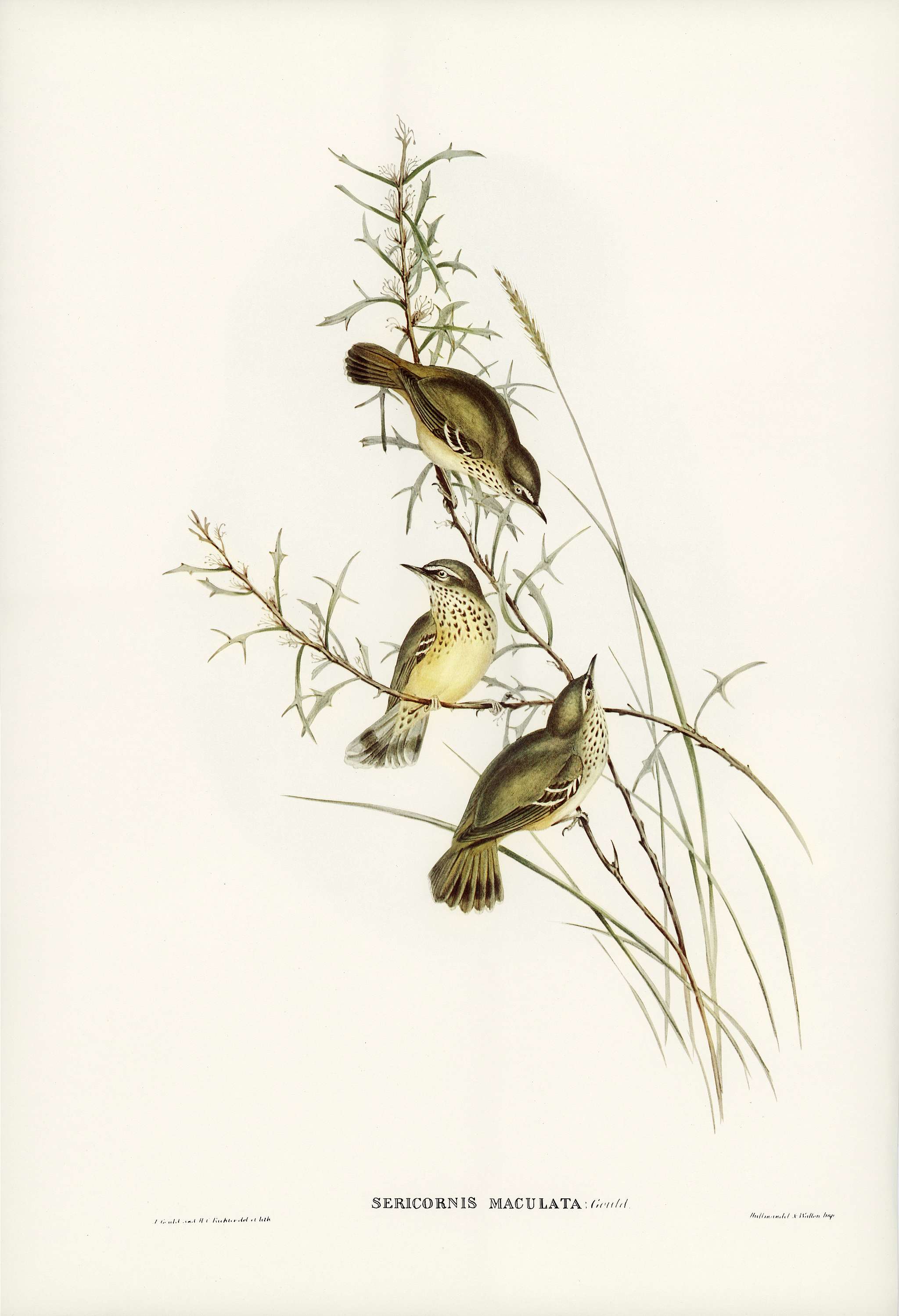 Spotted Sericornis (Sericornis maculatus) illustrated by Elizabeth Gould (1804–1841) for John Gould’s (1804-1881... Spotted Sericornis (Sericornis maculatus) illustrated by Elizabeth Gould (1804–1841) for John Gould’s (1804-1881...