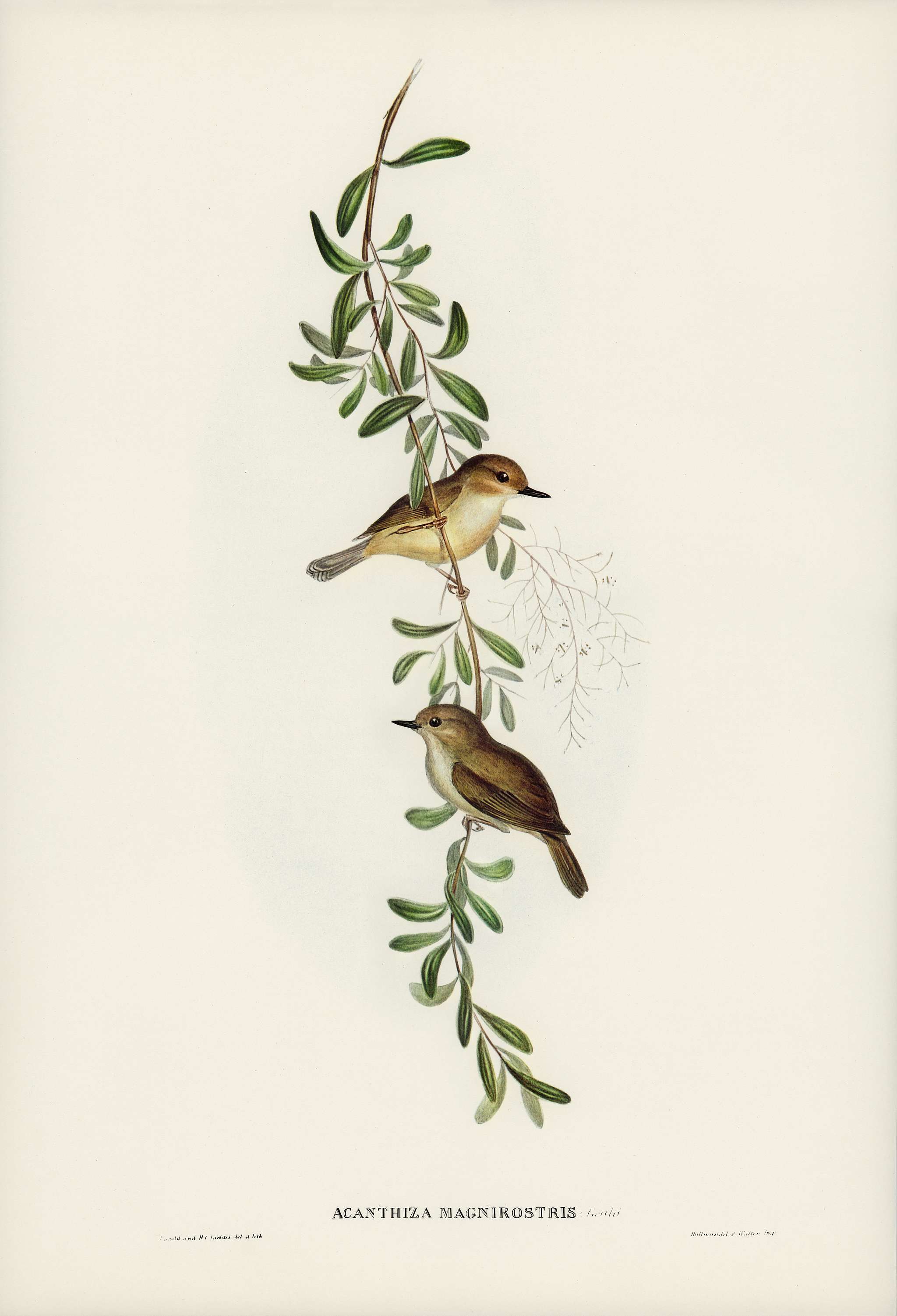 Large-billed Sericornis (Sericornis magnirostris) illustrated by Elizabeth Gould (1804–1841) for John Gould’s (... Large-billed Sericornis (Sericornis magnirostris) illustrated by Elizabeth Gould (1804–1841) for John Gould’s (...
