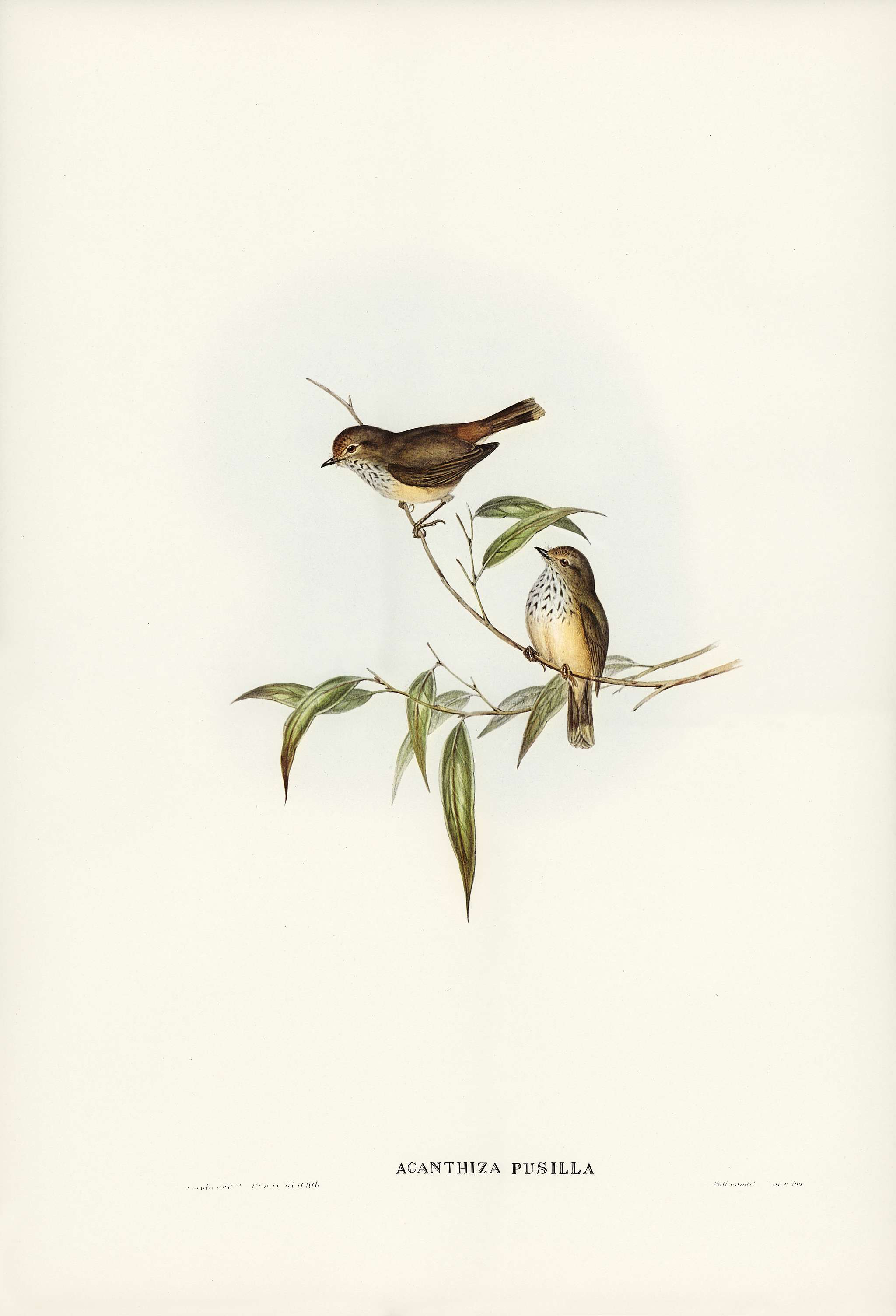 Little Brown Acanthiza (Acanthiza pusilla) illustrated by Elizabeth Gould (1804–1841) for John Gould’s (1804-... Little Brown Acanthiza (Acanthiza pusilla) illustrated by Elizabeth Gould (1804–1841) for John Gould’s (1804-...