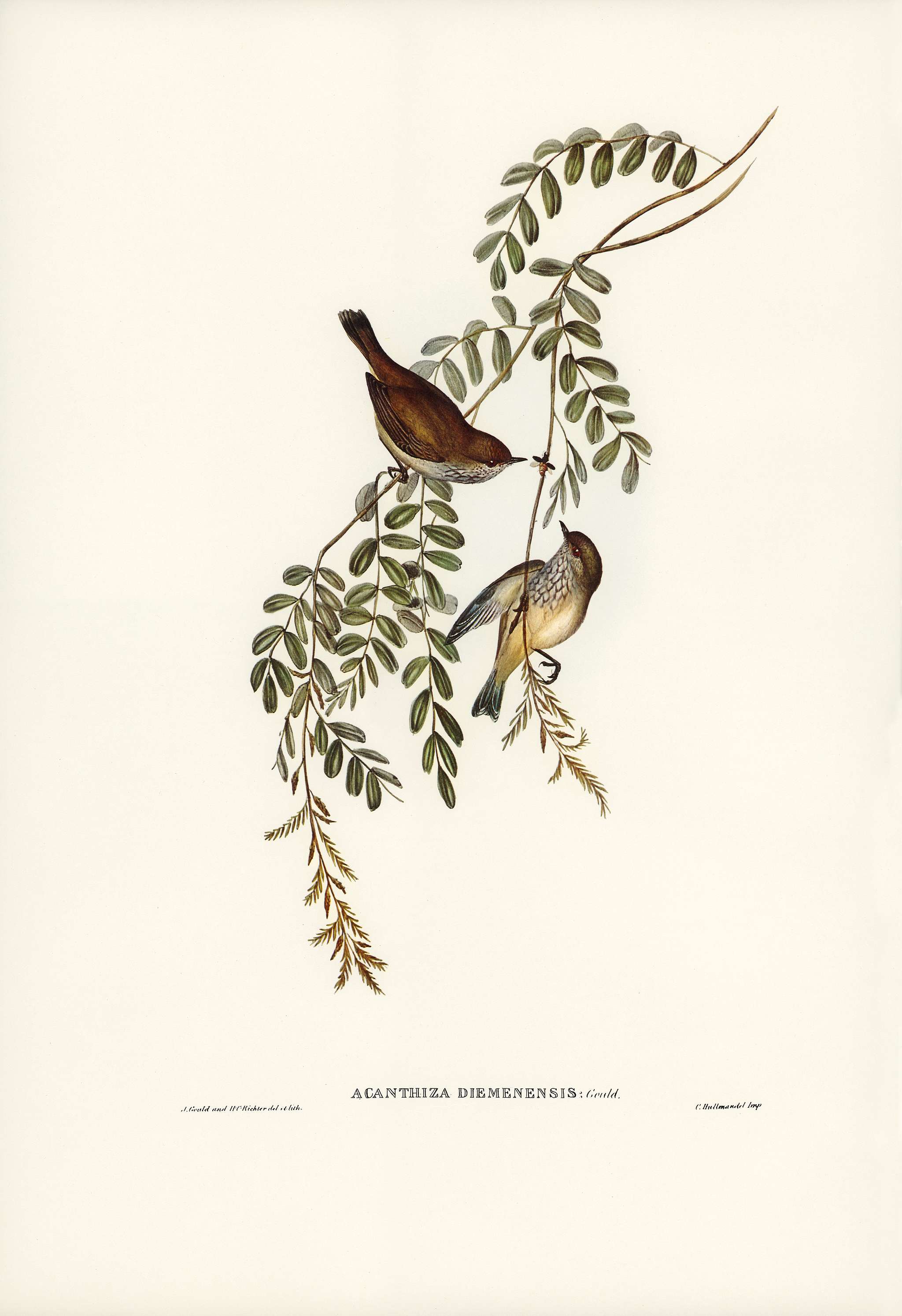 Tasmanian Acanthiza (Acanthiza Diemenensis) illustrated by Elizabeth Gould (1804–1841) for John Gould’s (1804-... Tasmanian Acanthiza (Acanthiza Diemenensis) illustrated by Elizabeth Gould (1804–1841) for John Gould’s (1804-...
