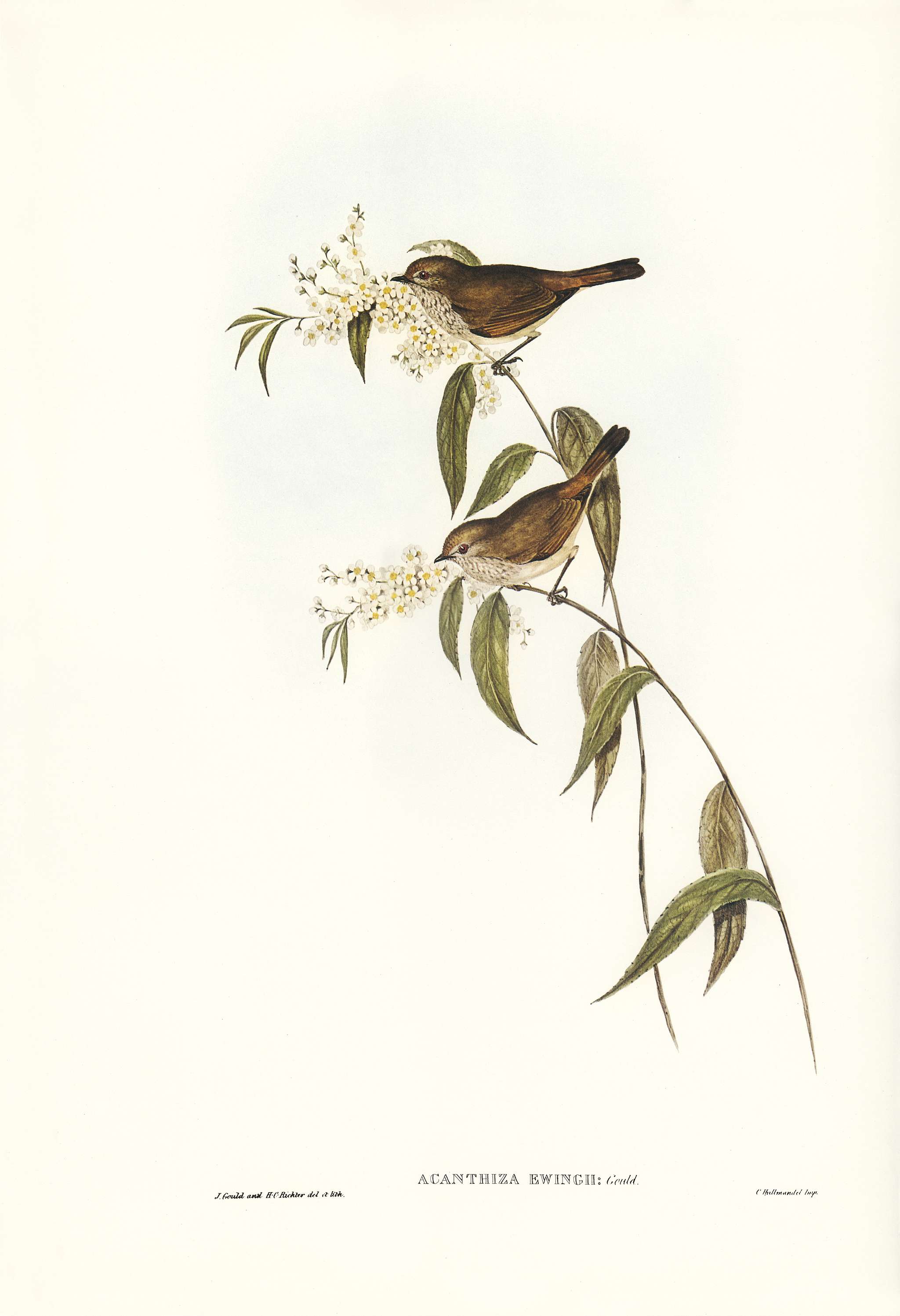 Ewing’s Acanthiza (Canthiza Ewingii) illustrated by Elizabeth Gould (1804–1841) for John Gould’s (1804-... Ewing’s Acanthiza (Canthiza Ewingii) illustrated by Elizabeth Gould (1804–1841) for John Gould’s (1804-...