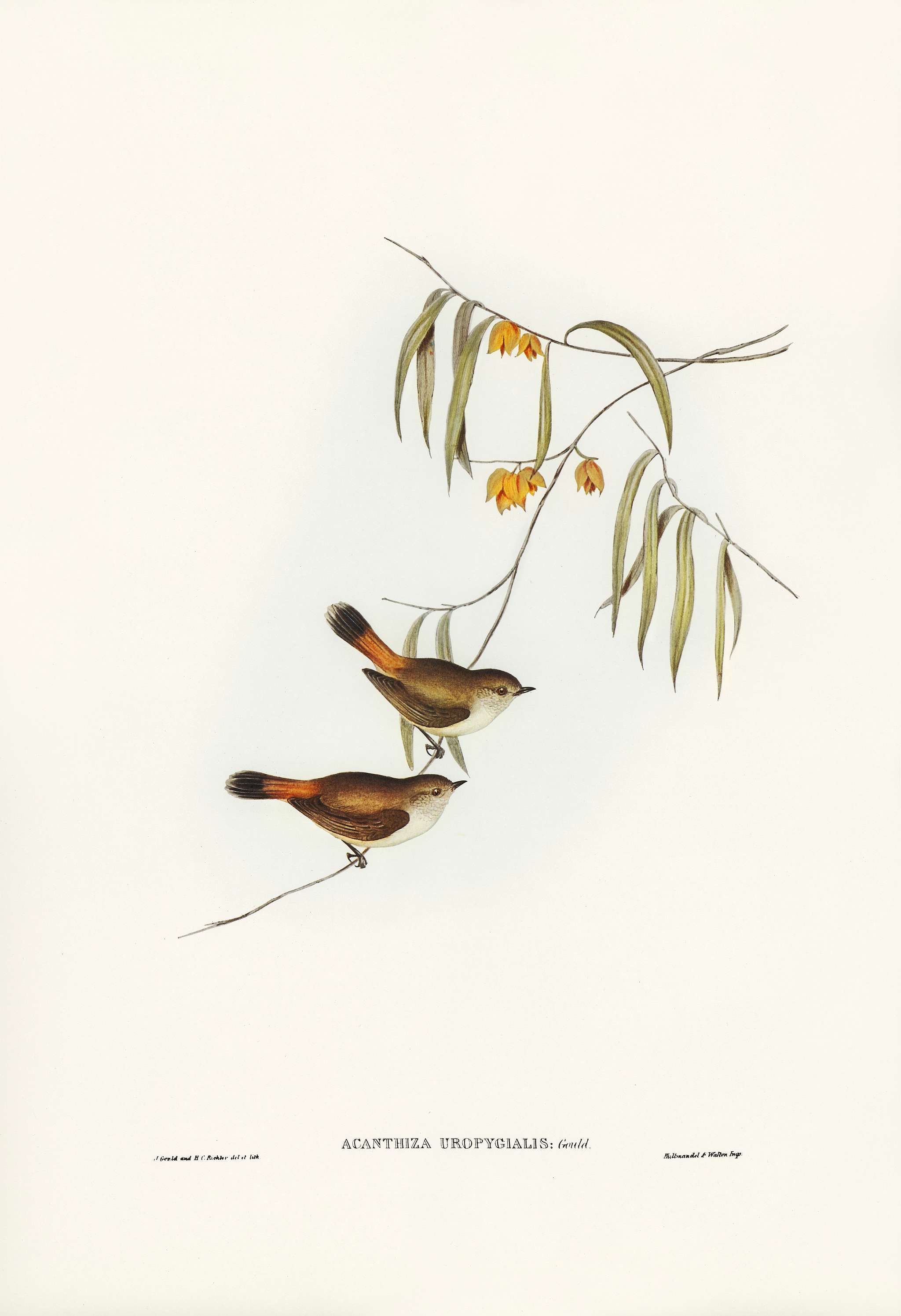 Chestnut-rumped Acanthiza (Acanthiza uropygialis) illustrated by Elizabeth Gould (1804–1841) for John Gould’s (... Chestnut-rumped Acanthiza (Acanthiza uropygialis) illustrated by Elizabeth Gould (1804–1841) for John Gould’s (...