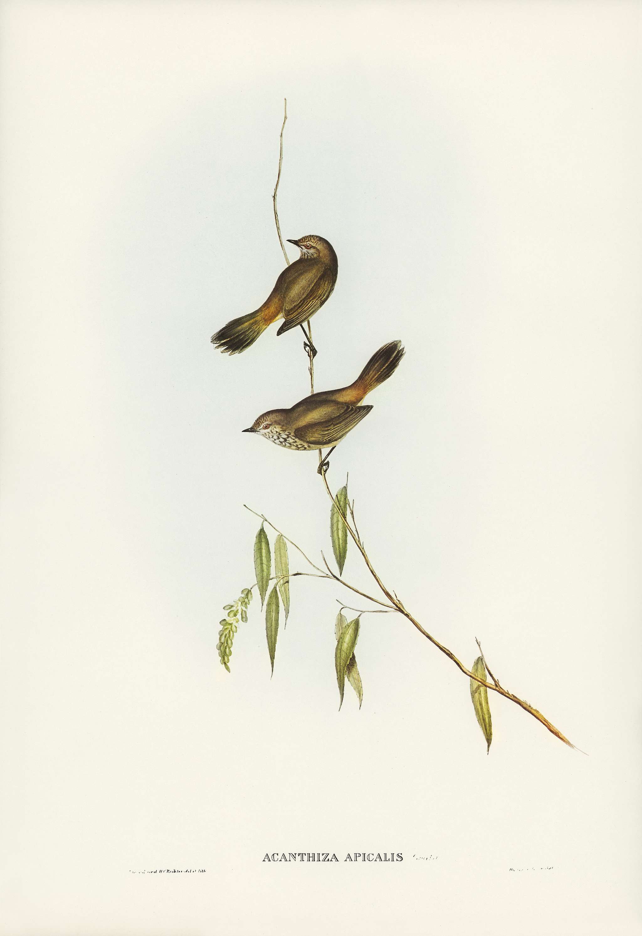 Western Acanthiza (Acanthiza apicalis) illustrated by Elizabeth Gould (1804–1841) for John Gould’s (1804-1881)... Western Acanthiza (Acanthiza apicalis) illustrated by Elizabeth Gould (1804–1841) for John Gould’s (1804-1881)...
