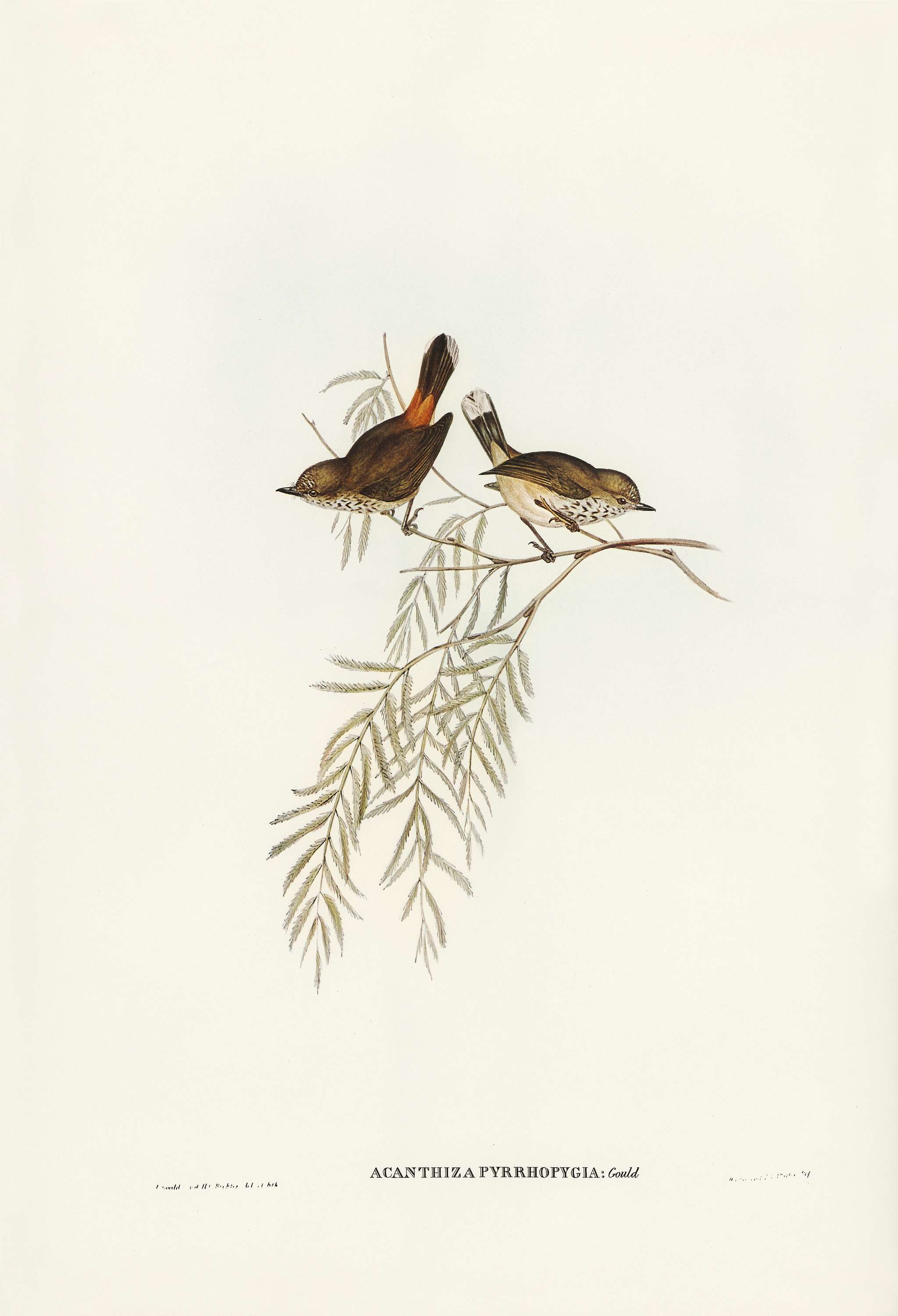Red-rumped Acanthiza (Acanthiza pyrrhopygia) illustrated by Elizabeth Gould (1804–1841) for John Gould’s (1804-... Red-rumped Acanthiza (Acanthiza pyrrhopygia) illustrated by Elizabeth Gould (1804–1841) for John Gould’s (1804-...