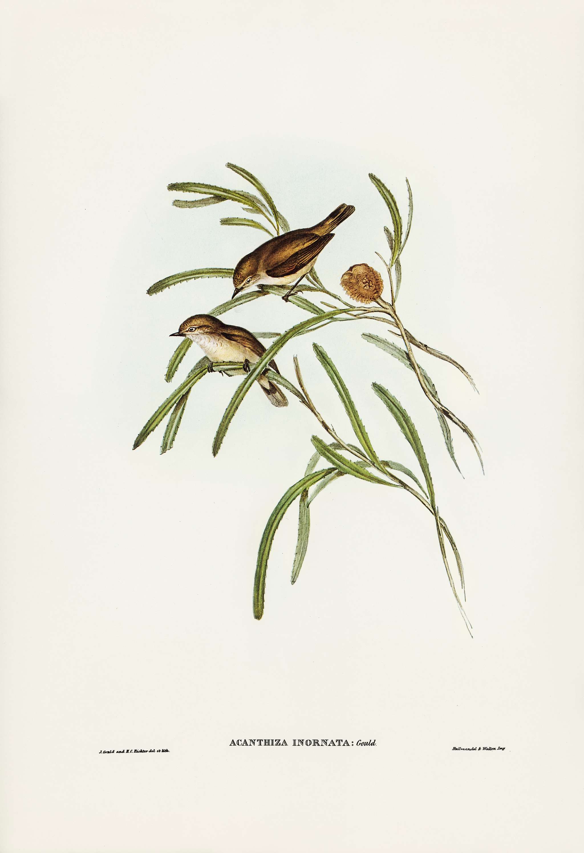 Plain-coloured Acanthiza (Acanthiza inornata) illustrated by Elizabeth Gould (1804–1841) for John Gould’s (1804-... Plain-coloured Acanthiza (Acanthiza inornata) illustrated by Elizabeth Gould (1804–1841) for John Gould’s (1804-...