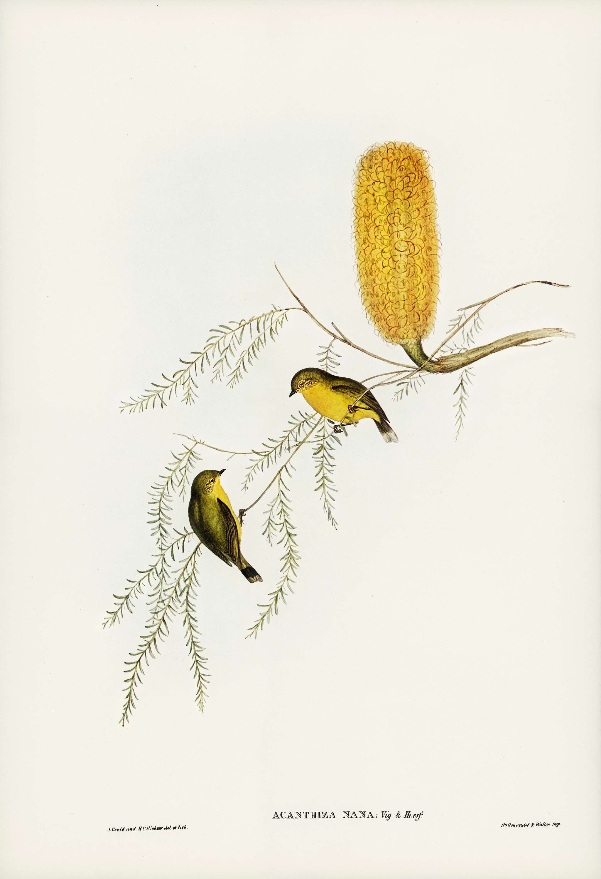Little Acanthiza (Acanthiza nana) illustrated by Elizabeth Gould (1804–1841) for John Gould’s (1804-1881) Birds... Little Acanthiza (Acanthiza nana) illustrated by Elizabeth Gould (1804–1841) for John Gould’s (1804-1881) Birds...