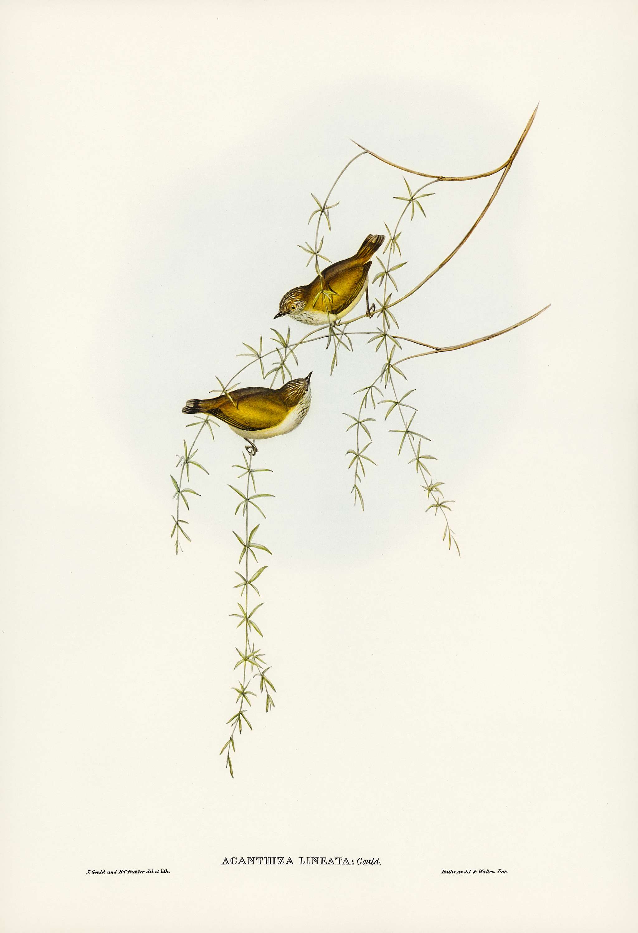 Striated Acanthiza (Acanthiza lineata) illustrated by Elizabeth Gould (1804–1841) for John Gould’s (1804-1881)... Striated Acanthiza (Acanthiza lineata) illustrated by Elizabeth Gould (1804–1841) for John Gould’s (1804-1881)...