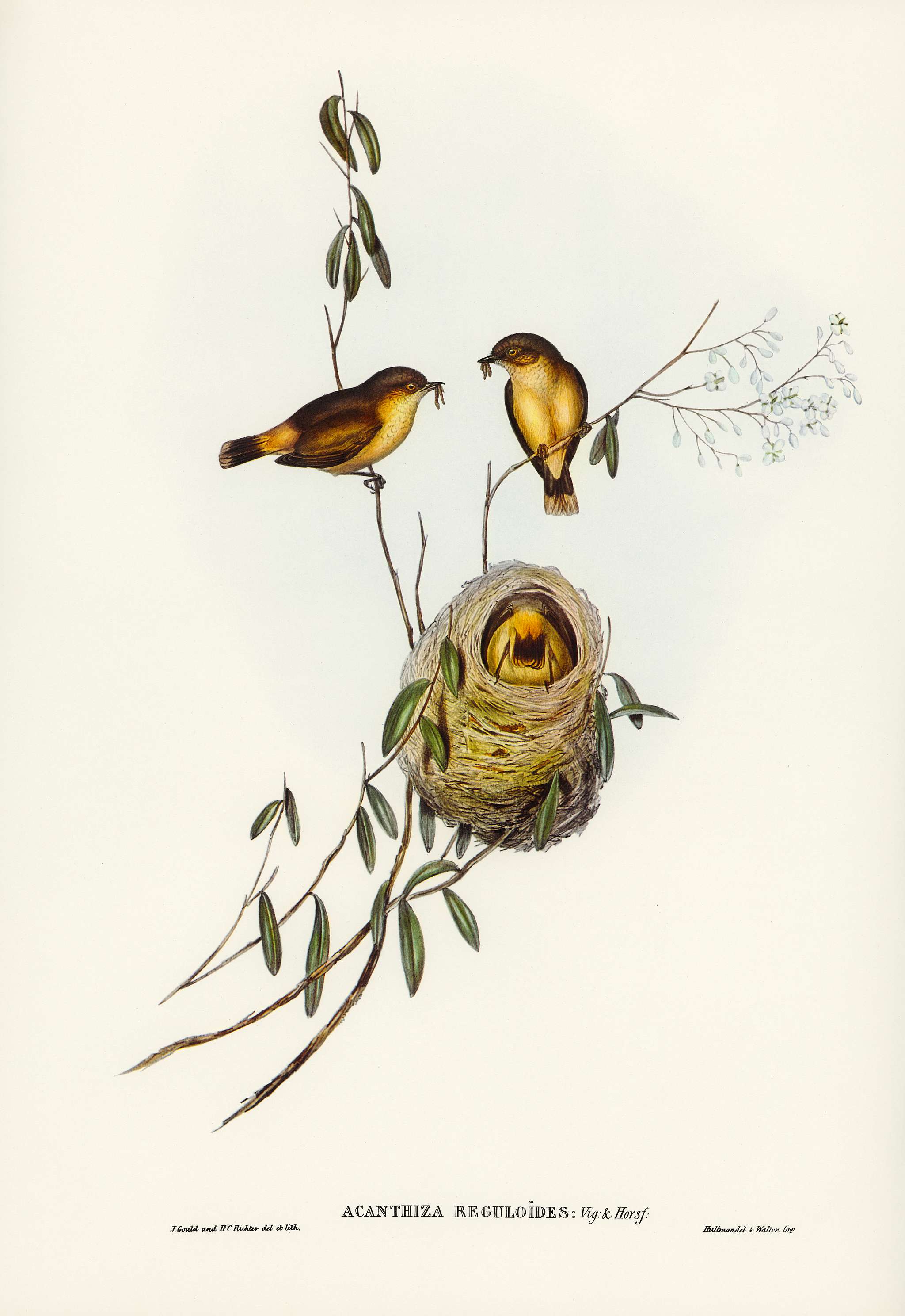 Regulus-like Acanthiza (Acanthiza Reguloides) illustrated by Elizabeth Gould (1804–1841) for John Gould’s (1804-... Regulus-like Acanthiza (Acanthiza Reguloides) illustrated by Elizabeth Gould (1804–1841) for John Gould’s (1804-...
