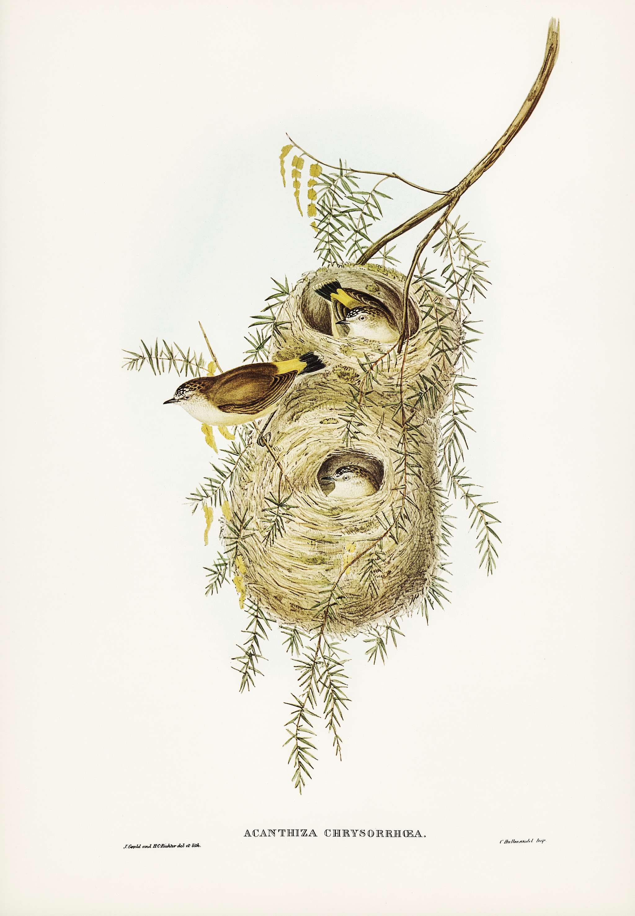 Yellow-rumped Acanthiza (Acanthiza chrysorrhoea) illustrated by Elizabeth Gould (1804–1841) for John Gould’s (... Yellow-rumped Acanthiza (Acanthiza chrysorrhoea) illustrated by Elizabeth Gould (1804–1841) for John Gould’s (...