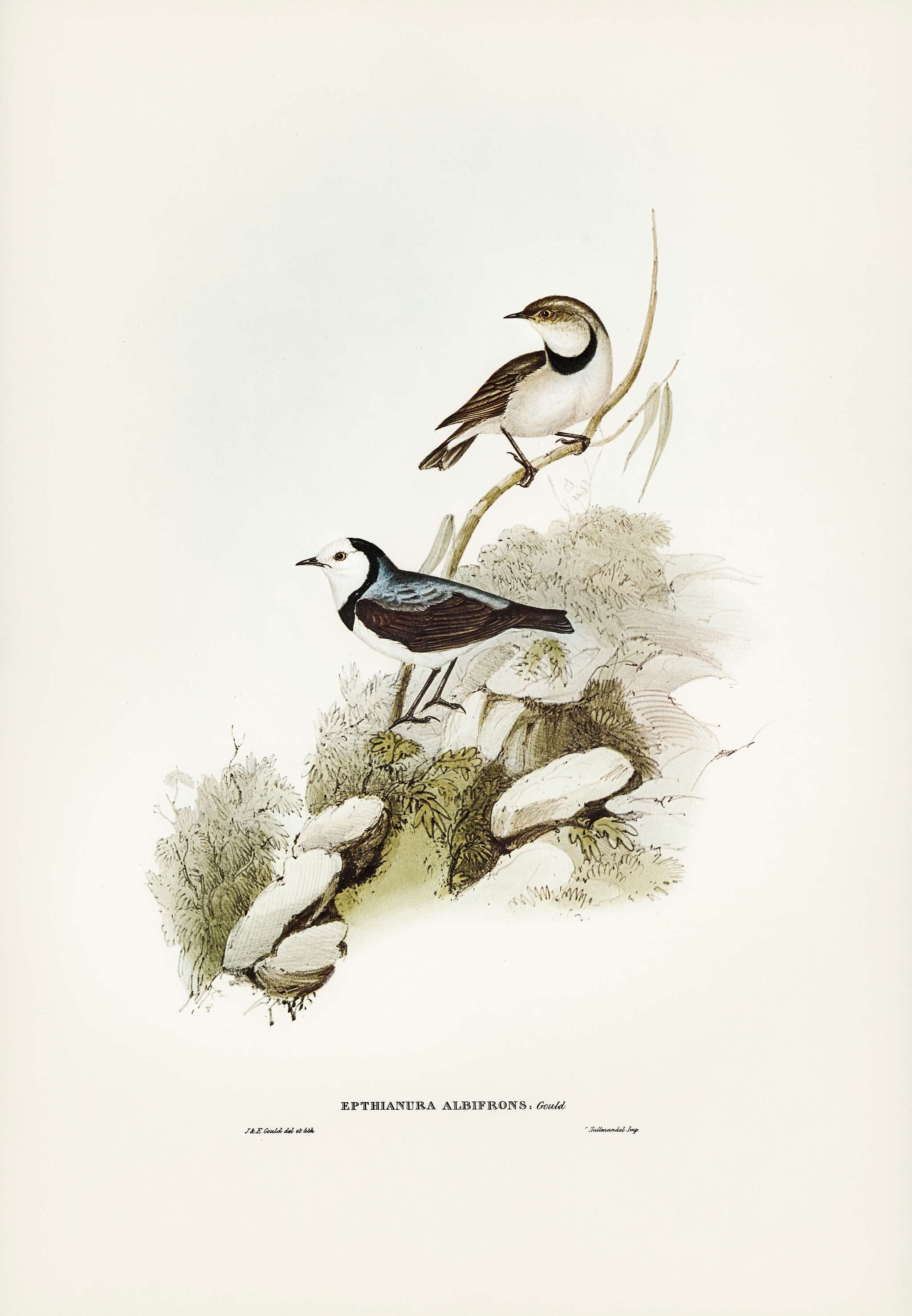 White-fronted chat (Ephthianura albifrons) illustrated by Elizabeth Gould (1804–1841) for John Gould’s (1804-... White-fronted chat (Ephthianura albifrons) illustrated by Elizabeth Gould (1804–1841) for John Gould’s (1804-...