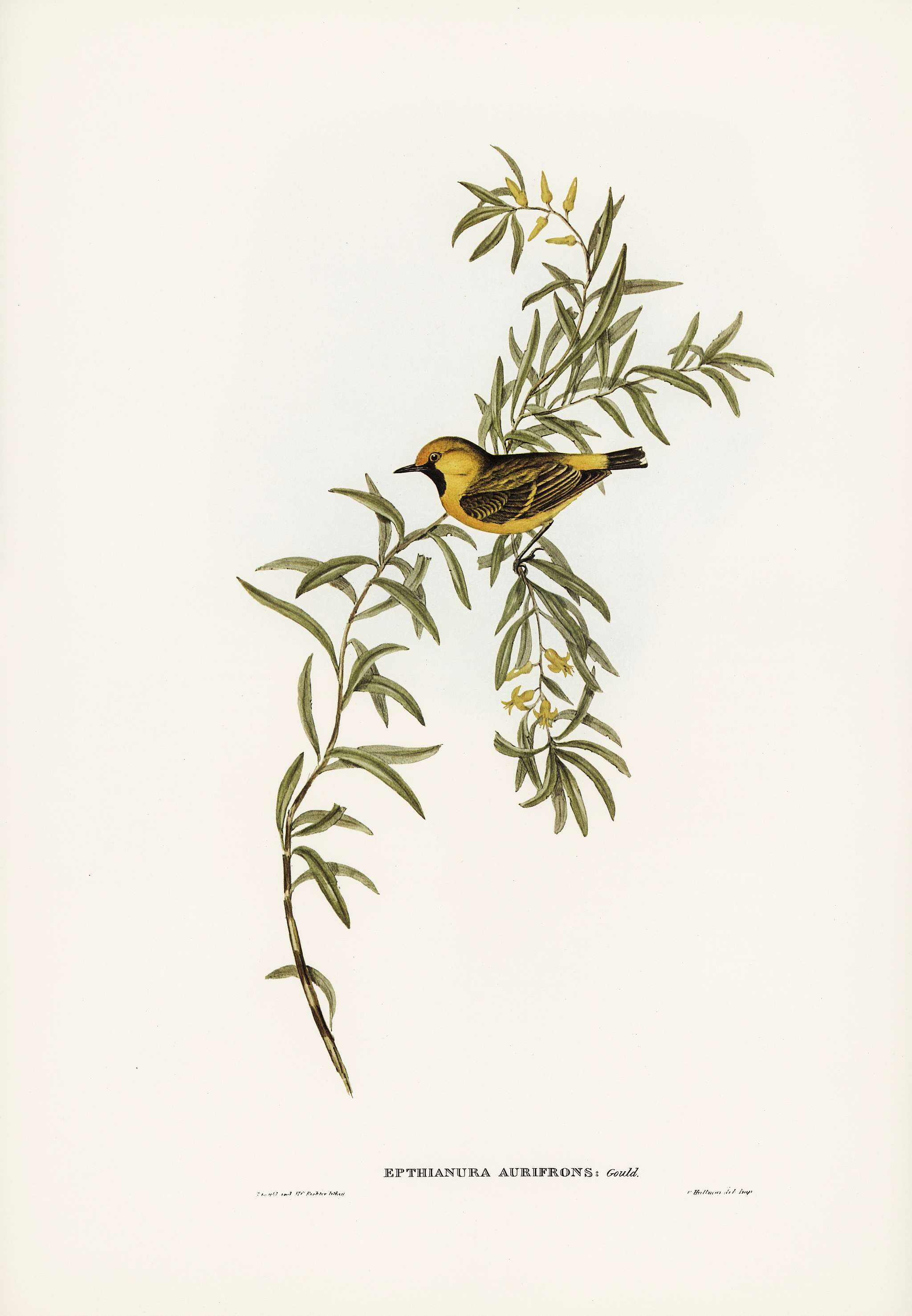 Orange-fronted chat (Ephthianura aurifrons) illustrated by Elizabeth Gould (1804–1841) for John Gould’s (1804-... Orange-fronted chat (Ephthianura aurifrons) illustrated by Elizabeth Gould (1804–1841) for John Gould’s (1804-...