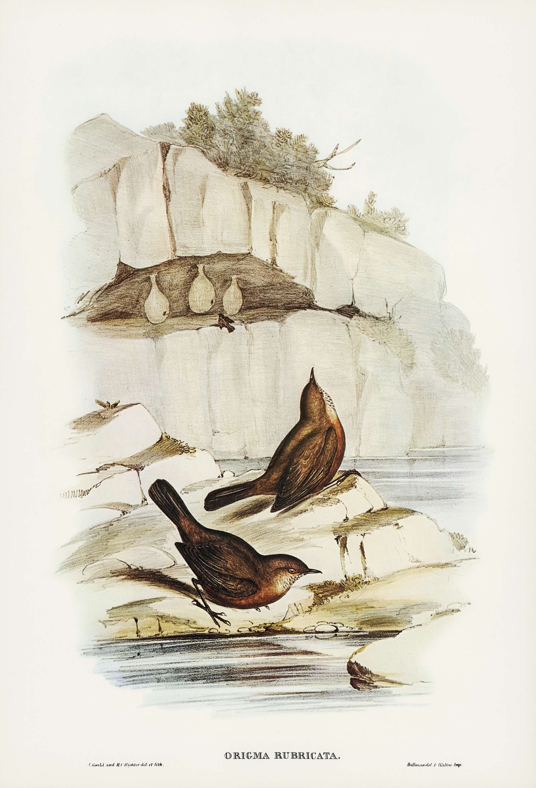 Rock Warbler (Origma rubricata) illustrated by Elizabeth Gould (1804–1841) for John Gould’s (1804-1881) Birds of... Rock Warbler (Origma rubricata) illustrated by Elizabeth Gould (1804–1841) for John Gould’s (1804-1881) Birds of...