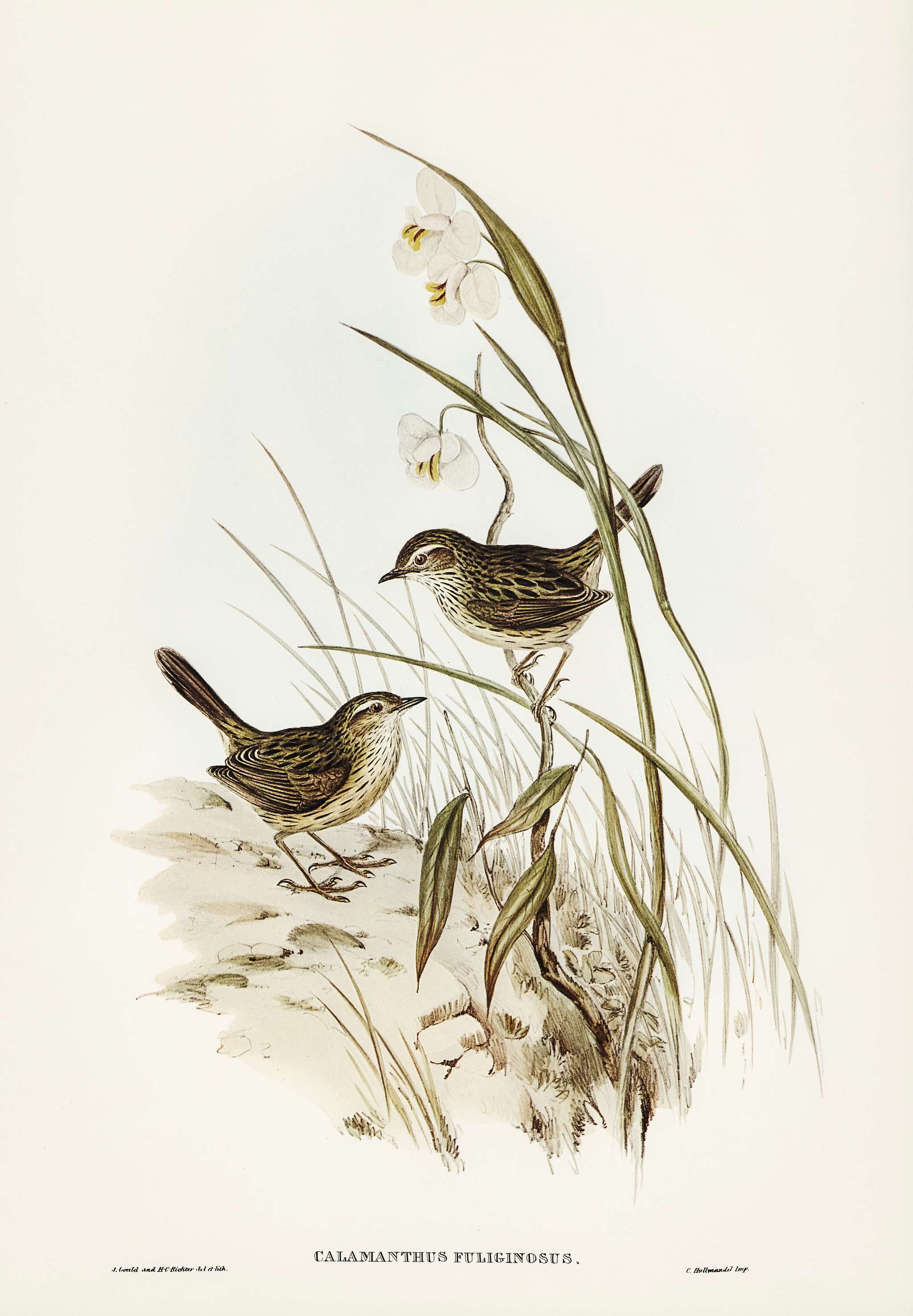 Striated Reed Lark (alamanthus fuliginosus) illustrated by Elizabeth Gould (1804–1841) for John Gould’s (1804-... Striated Reed Lark (alamanthus fuliginosus) illustrated by Elizabeth Gould (1804–1841) for John Gould’s (1804-...