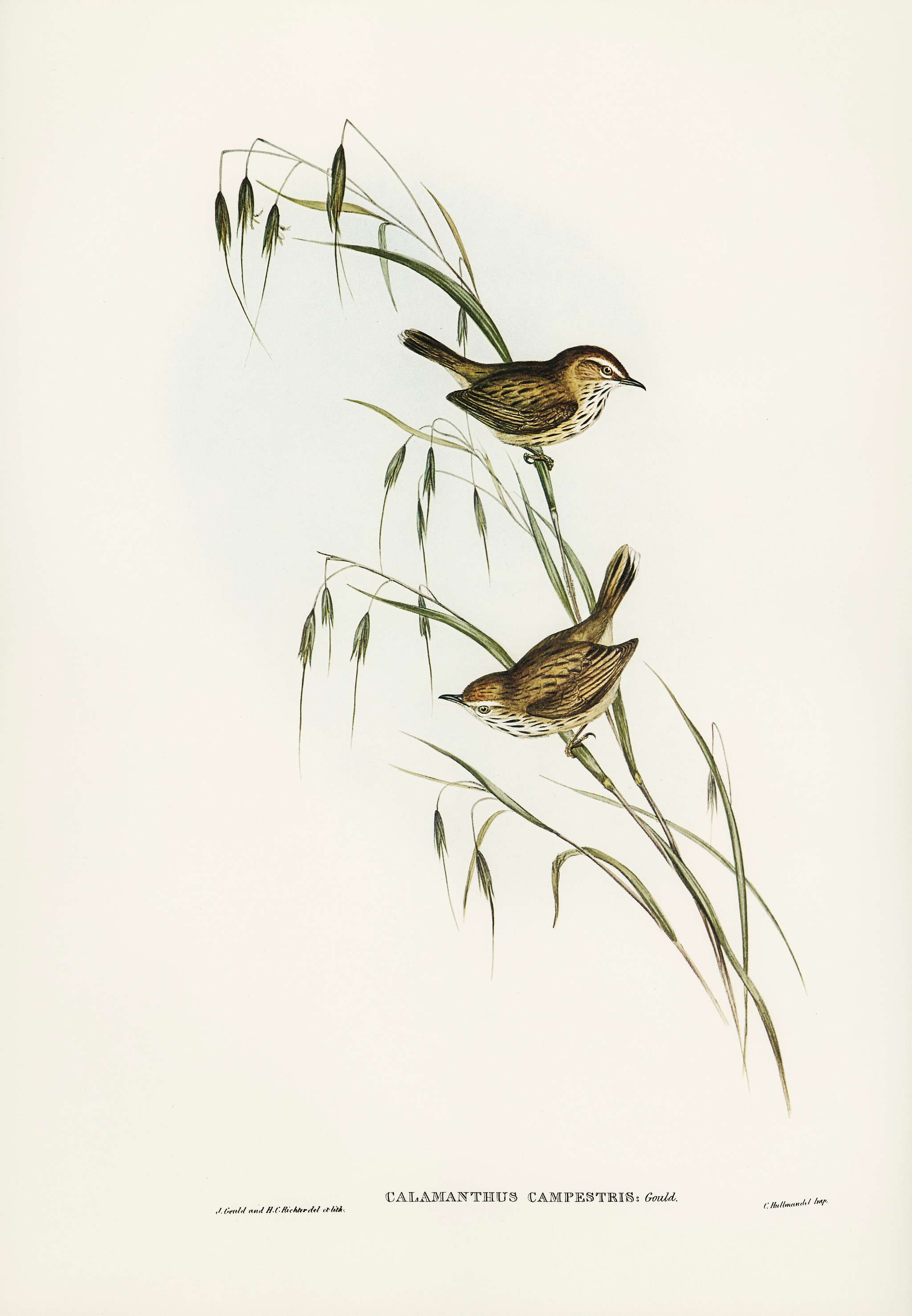 Field Reed Lark Calamanthus campestris) illustrated by Elizabeth Gould (1804–1841) for John Gould’s (1804-1881)... Field Reed Lark Calamanthus campestris) illustrated by Elizabeth Gould (1804–1841) for John Gould’s (1804-1881)...