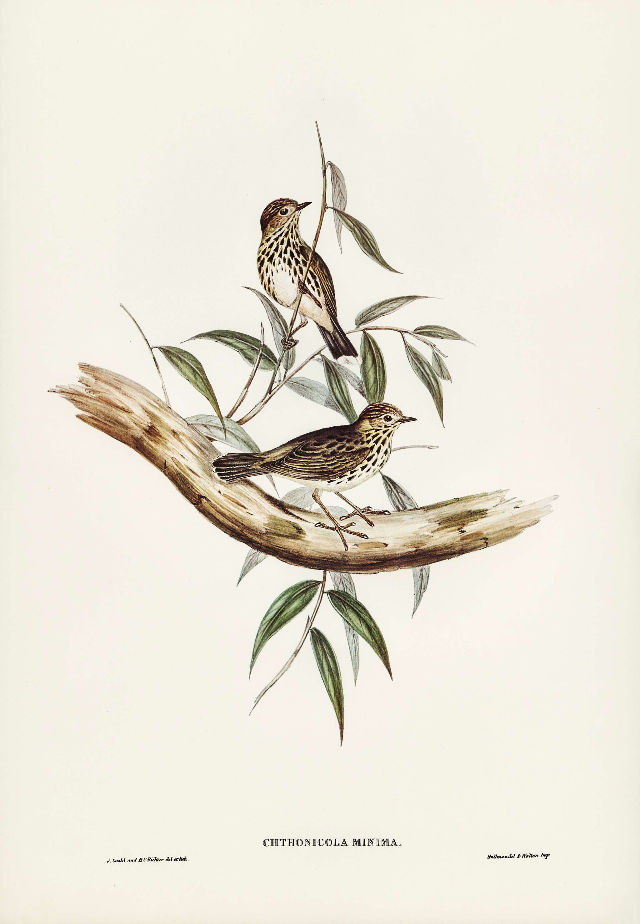 Little chthonicola (chthonicola minima) illustrated by Elizabeth Gould (1804–1841) for John Gould’s (1804-1881)... Little chthonicola (chthonicola minima) illustrated by Elizabeth Gould (1804–1841) for John Gould’s (1804-1881)...