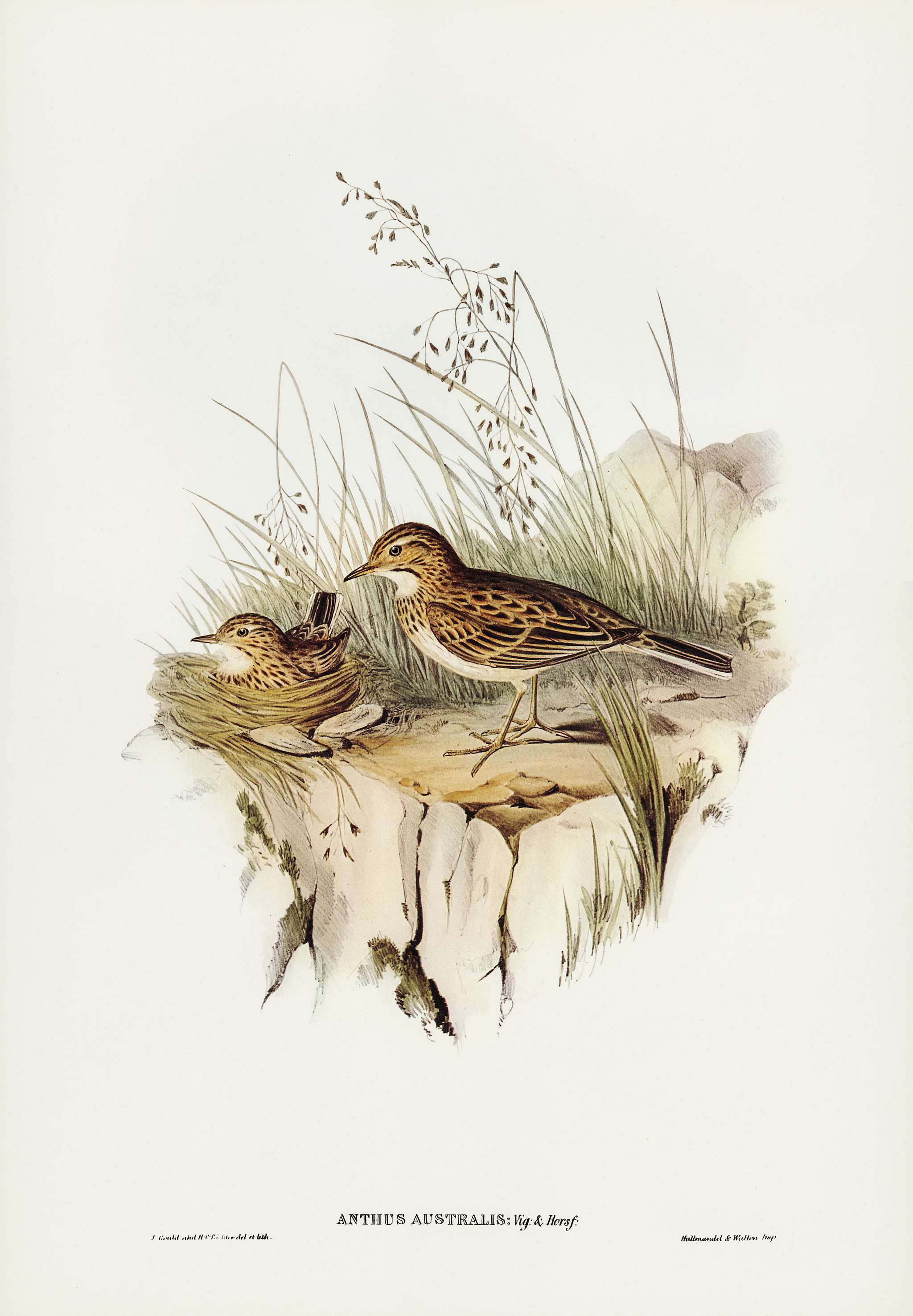 Australian Pipit (Anthus Australis) illustrated by Elizabeth Gould (1804–1841) for John Gould’s (1804-1881)... Australian Pipit (Anthus Australis) illustrated by Elizabeth Gould (1804–1841) for John Gould’s (1804-1881)...