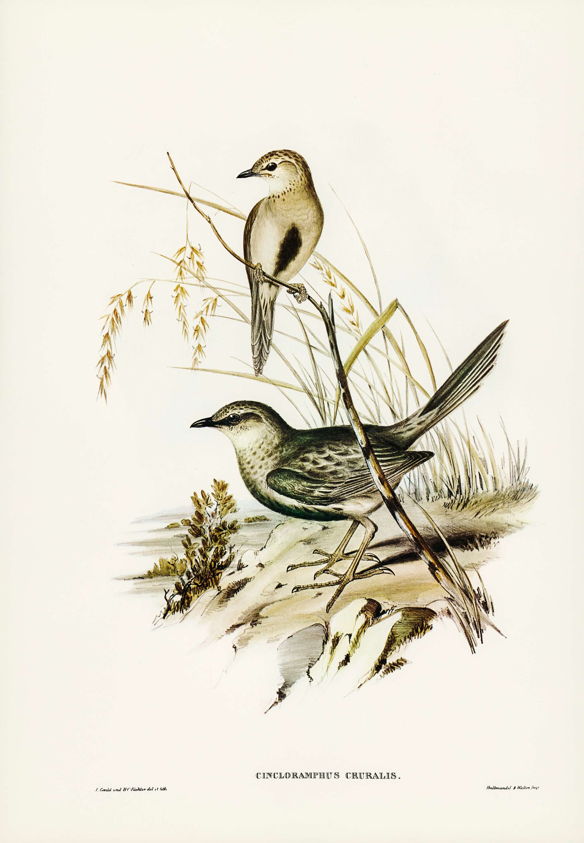Brown Songlark (Cincloramphus cruralis) illustrated by Elizabeth Gould (1804–1841) for John Gould’s (1804-1881)... Brown Songlark (Cincloramphus cruralis) illustrated by Elizabeth Gould (1804–1841) for John Gould’s (1804-1881)...