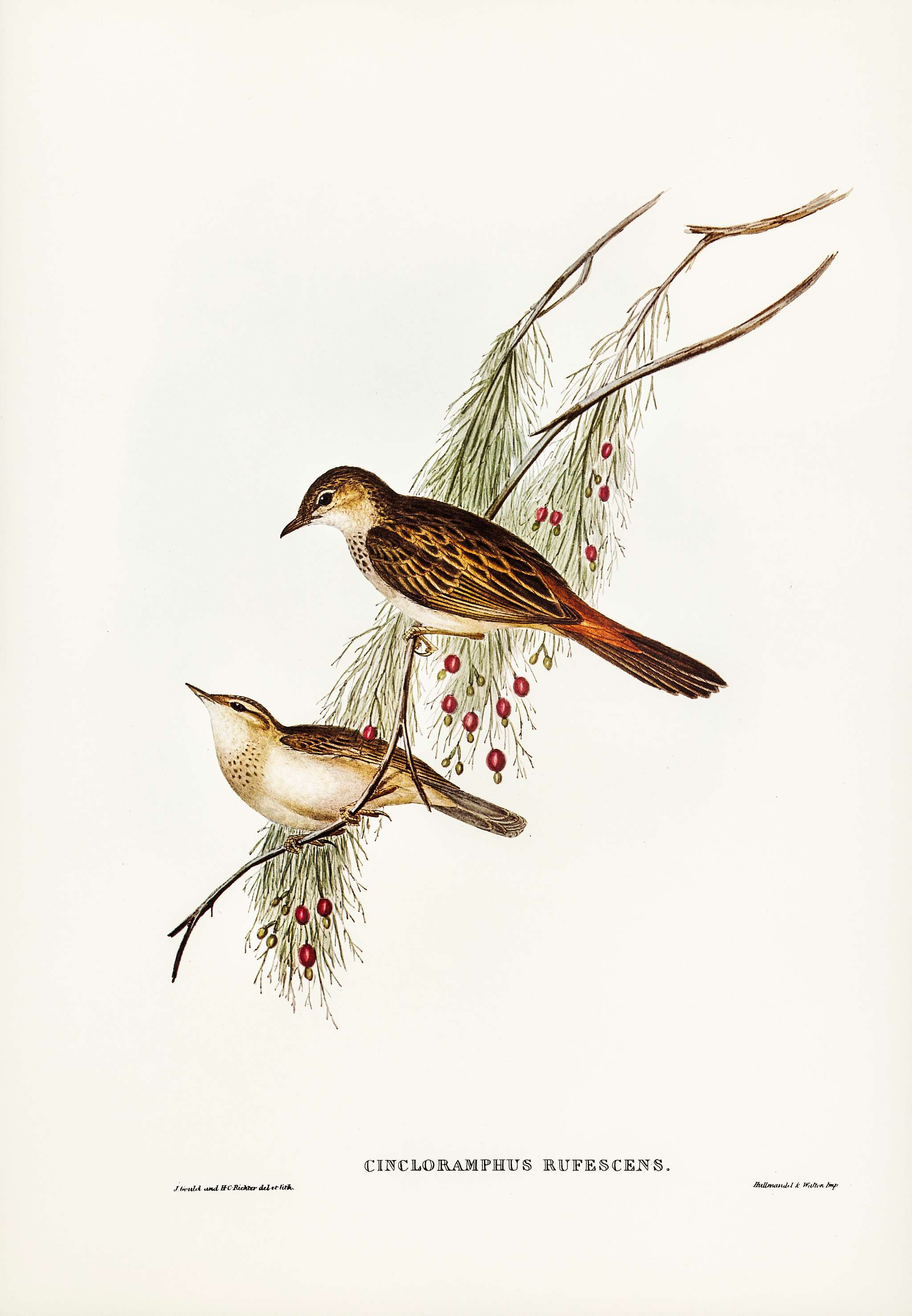 Rufous-tinted Songlark (Cincloramphus rufescens) illustrated by Elizabeth Gould (1804–1841) for John Gould’s (... Rufous-tinted Songlark (Cincloramphus rufescens) illustrated by Elizabeth Gould (1804–1841) for John Gould’s (...
