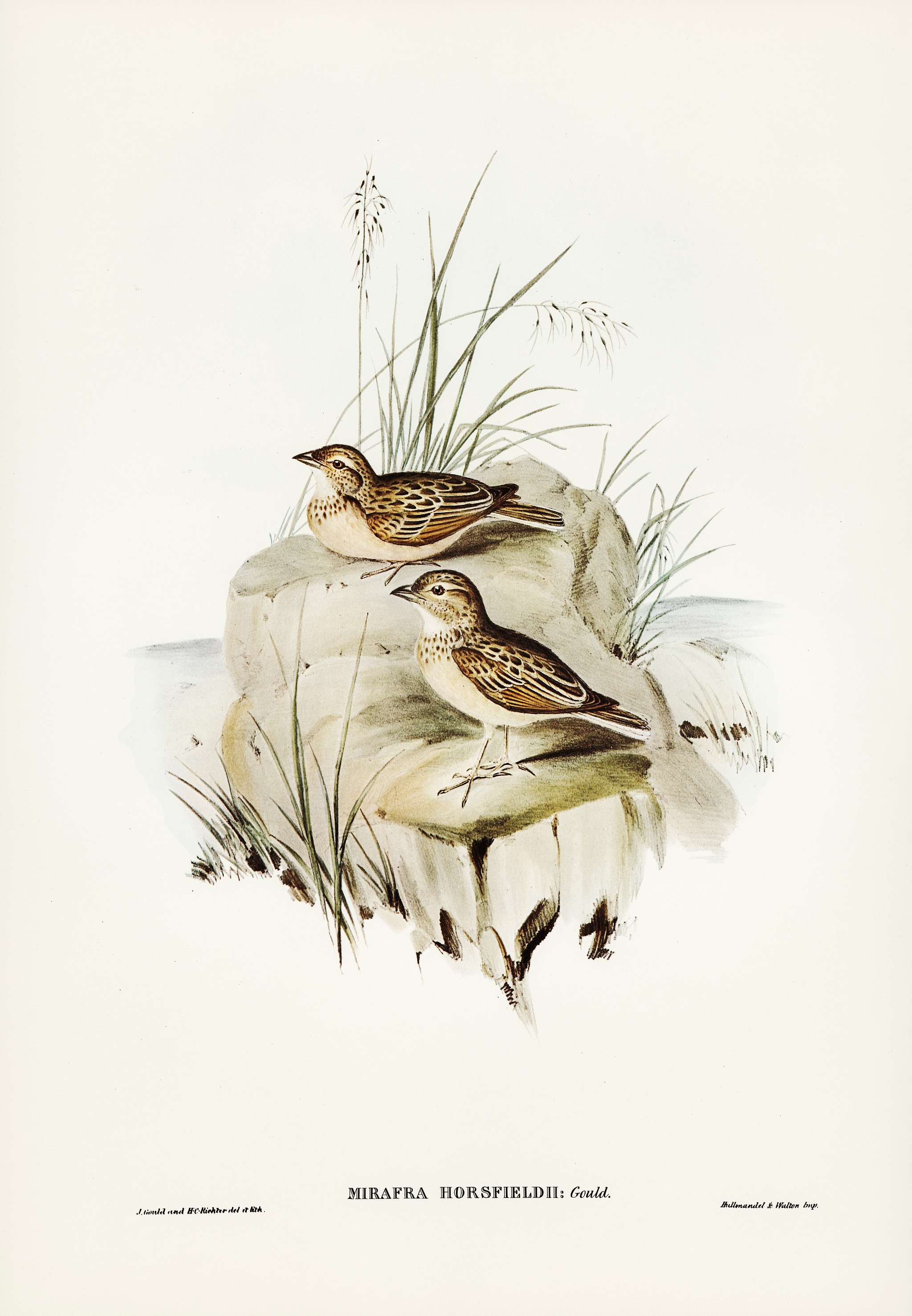 Horsfield’s Mirafra (Mirafra Horsfieldii) illustrated by Elizabeth Gould (1804–1841) for John Gould’s (... Horsfield’s Mirafra (Mirafra Horsfieldii) illustrated by Elizabeth Gould (1804–1841) for John Gould’s (...