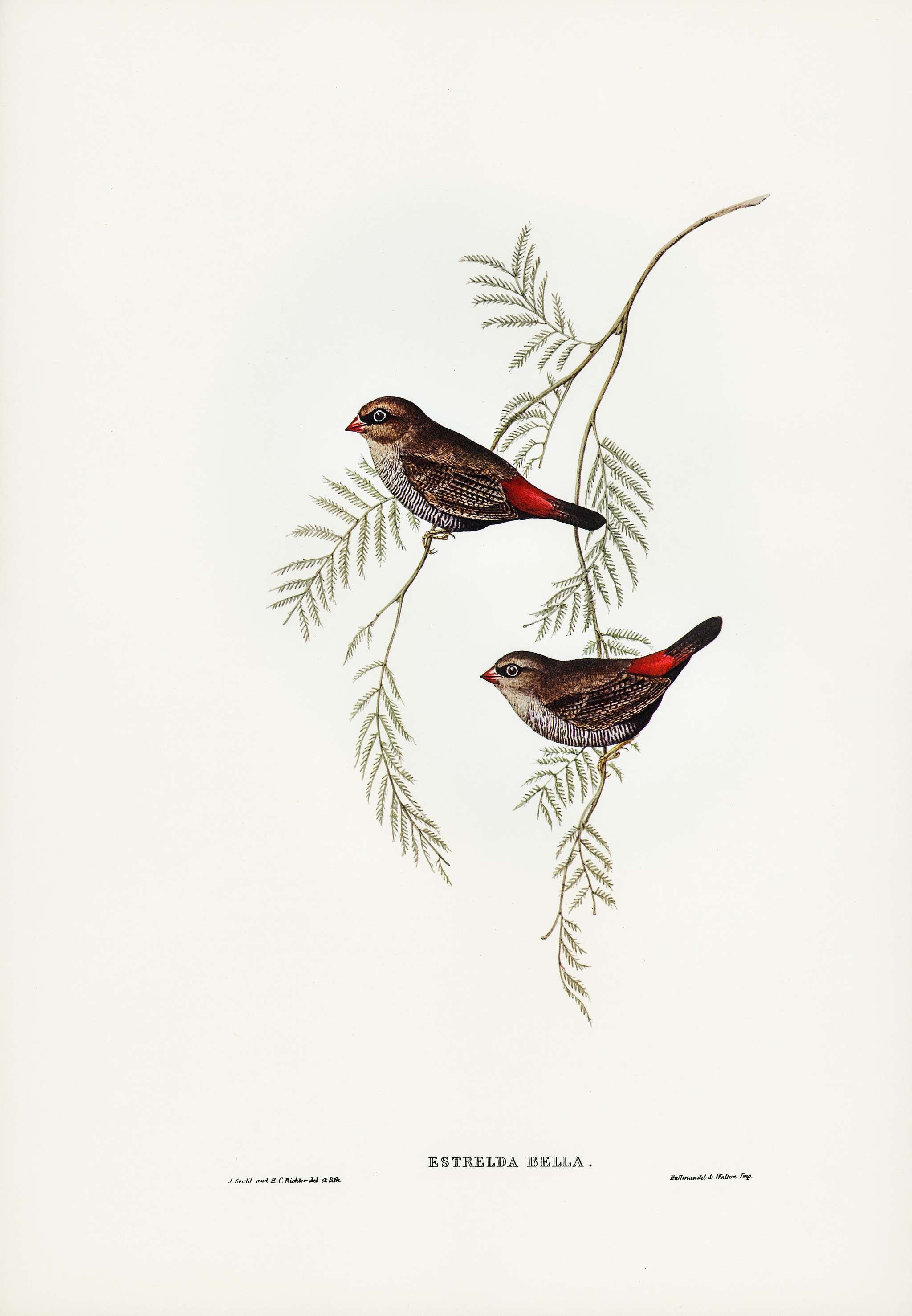 Fire-tailed Finch illustrated by Elizabeth Gould (1804–1841) for John Gould’s (1804-1881) Birds of Australia (... Fire-tailed Finch illustrated by Elizabeth Gould (1804–1841) for John Gould’s (1804-1881) Birds of Australia (...