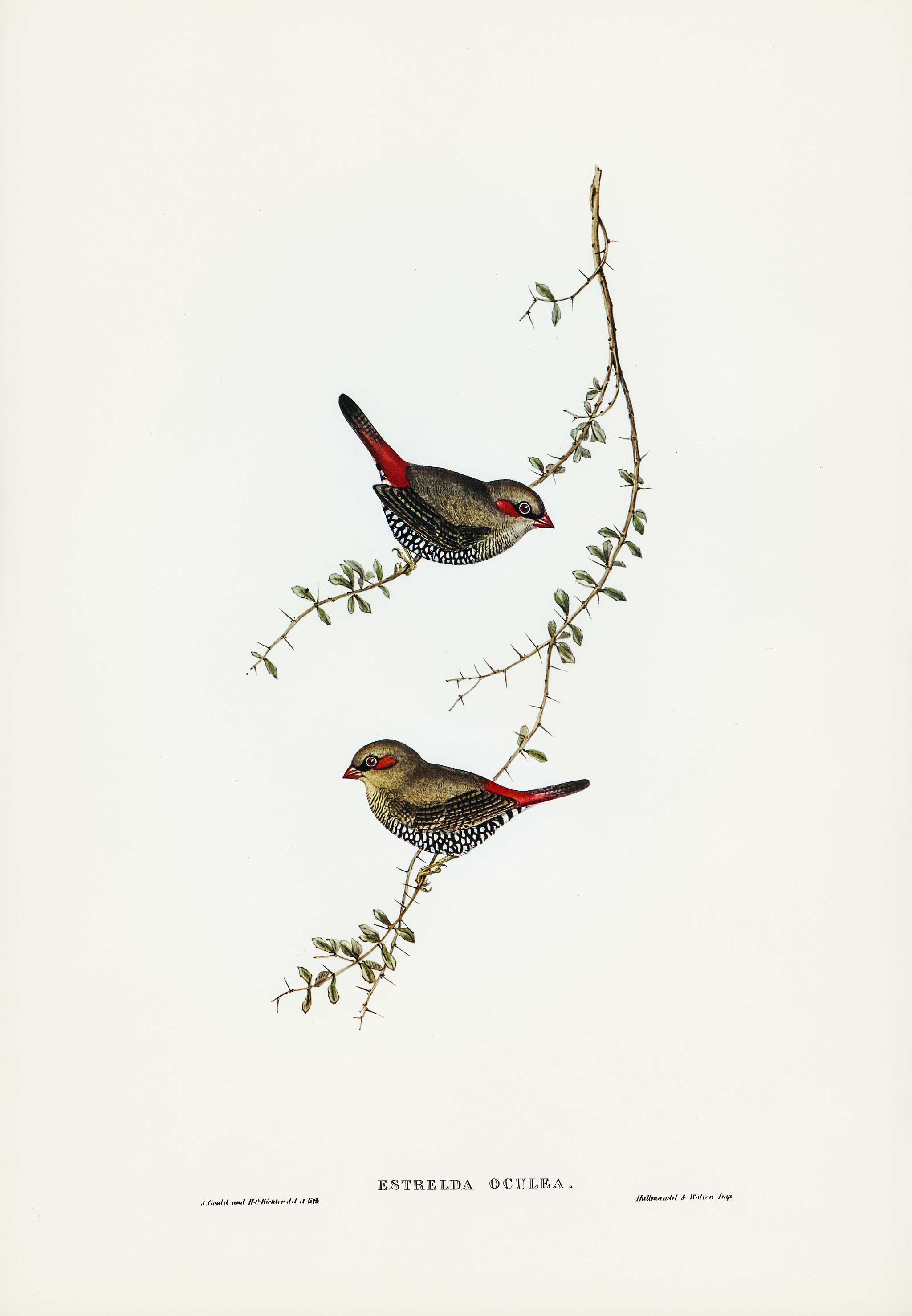 Red-eared Finch (Estrelda oculea) illustrated by Elizabeth Gould (1804–1841) for John Gould’s (1804-1881) Birds... Red-eared Finch (Estrelda oculea) illustrated by Elizabeth Gould (1804–1841) for John Gould’s (1804-1881) Birds...
