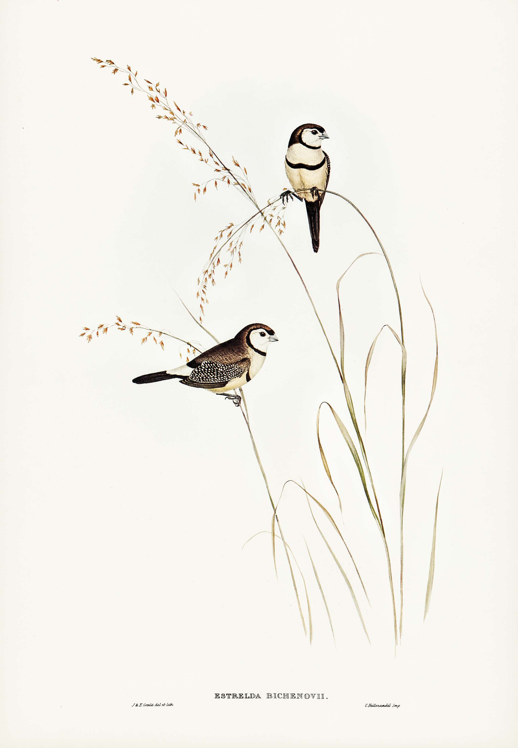 Bicheno’s Finch (Estrelda Bichenovii) illustrated by Elizabeth Gould (1804–1841) for John Gould’s (1804-... Bicheno’s Finch (Estrelda Bichenovii) illustrated by Elizabeth Gould (1804–1841) for John Gould’s (1804-...