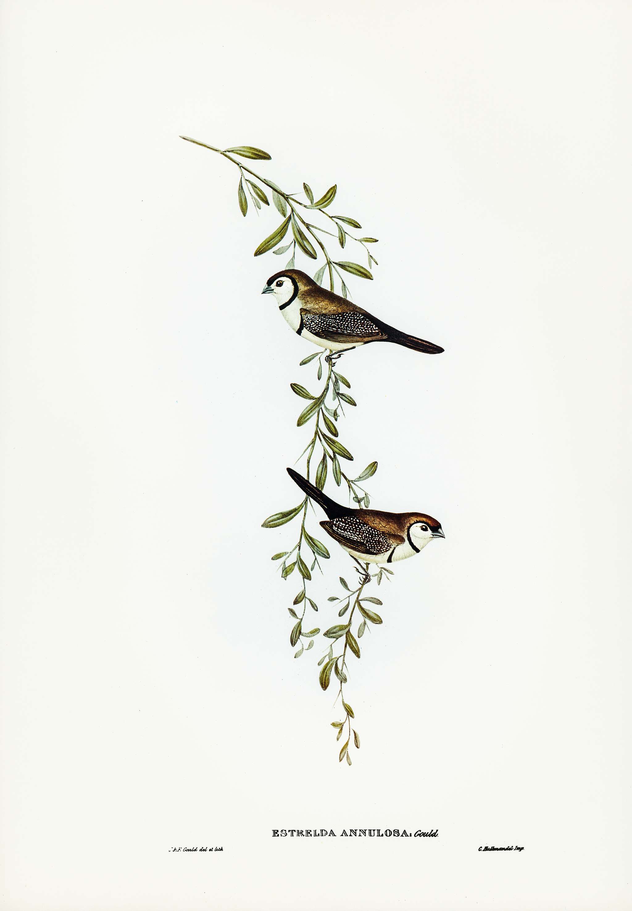 Black-rumped Finch (Estrelda annulosa) illustrated by Elizabeth Gould (1804–1841) for John Gould’s (1804-1881)... Black-rumped Finch (Estrelda annulosa) illustrated by Elizabeth Gould (1804–1841) for John Gould’s (1804-1881)...