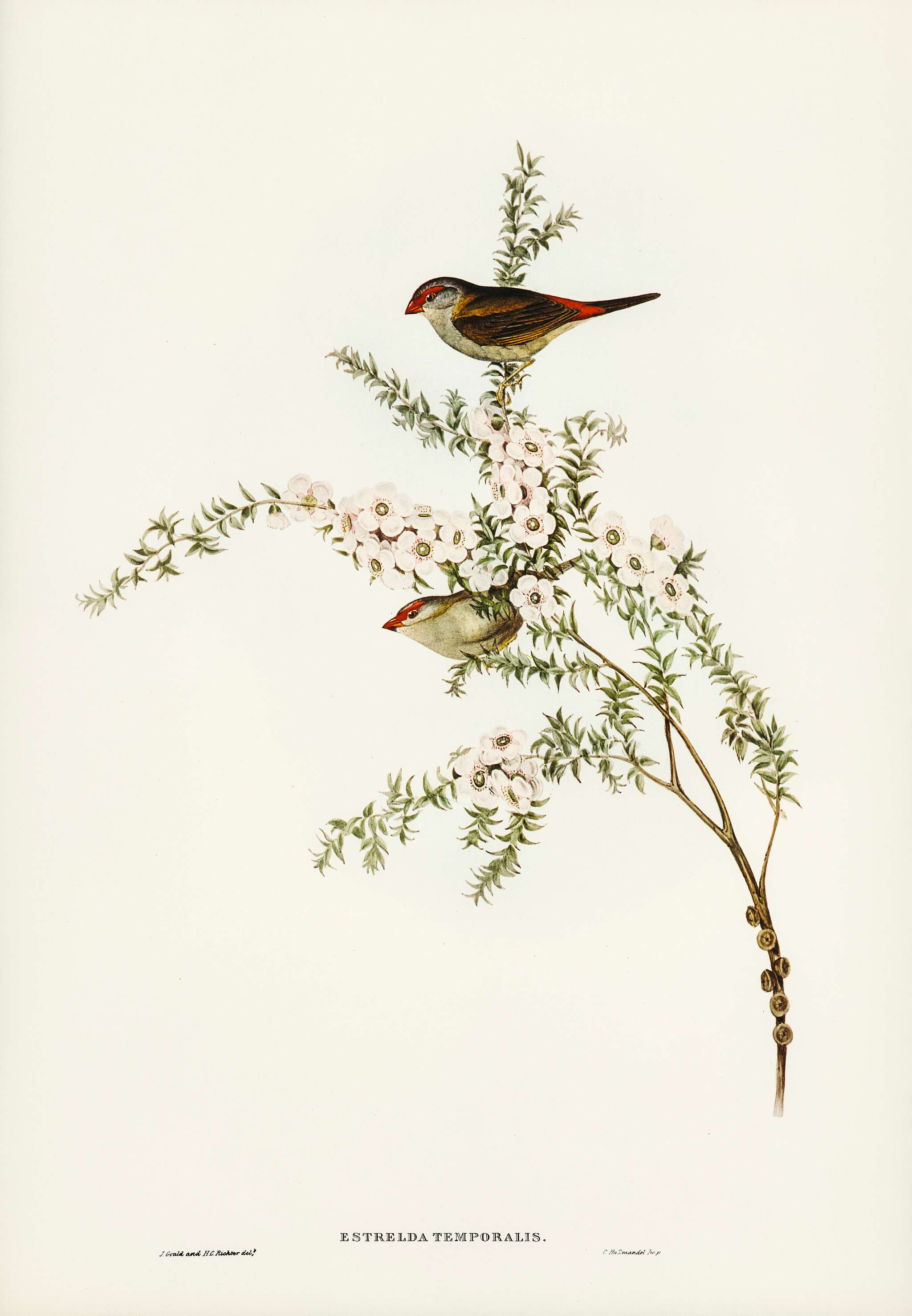 Red-eyebrowed Finch (Estrelda temporalis)
illustrated by Elizabeth Gould (1804–1841) for John Gould’s (1804-... Red-eyebrowed Finch (Estrelda temporalis)
illustrated by Elizabeth Gould (1804–1841) for John Gould’s (1804-...
