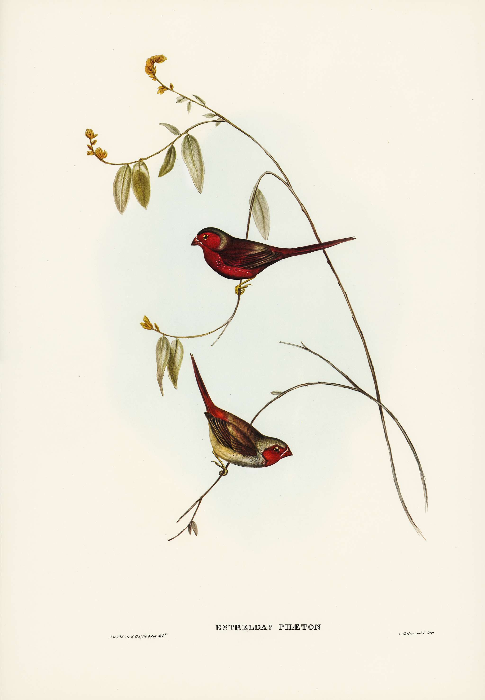 Crimson Finch (Estrelda Phaeton) illustrated by Elizabeth Gould (1804–1841) for John Gould’s (1804-1881) Birds... Crimson Finch (Estrelda Phaeton) illustrated by Elizabeth Gould (1804–1841) for John Gould’s (1804-1881) Birds...