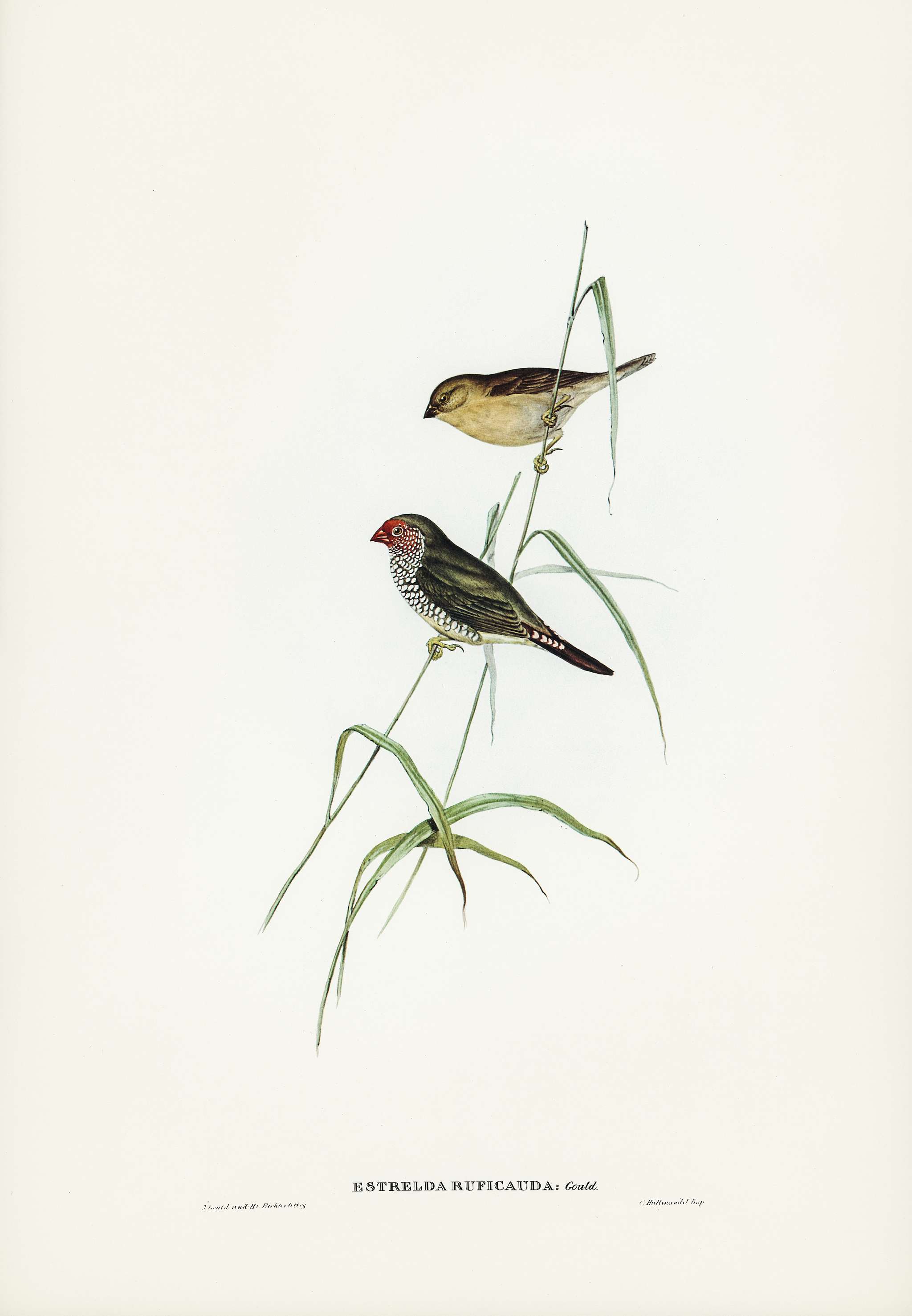Red-tailed Finch (Estrelda ruficauda) illustrated by Elizabeth Gould (1804–1841) for John Gould’s (1804-1881)... Red-tailed Finch (Estrelda ruficauda) illustrated by Elizabeth Gould (1804–1841) for John Gould’s (1804-1881)...