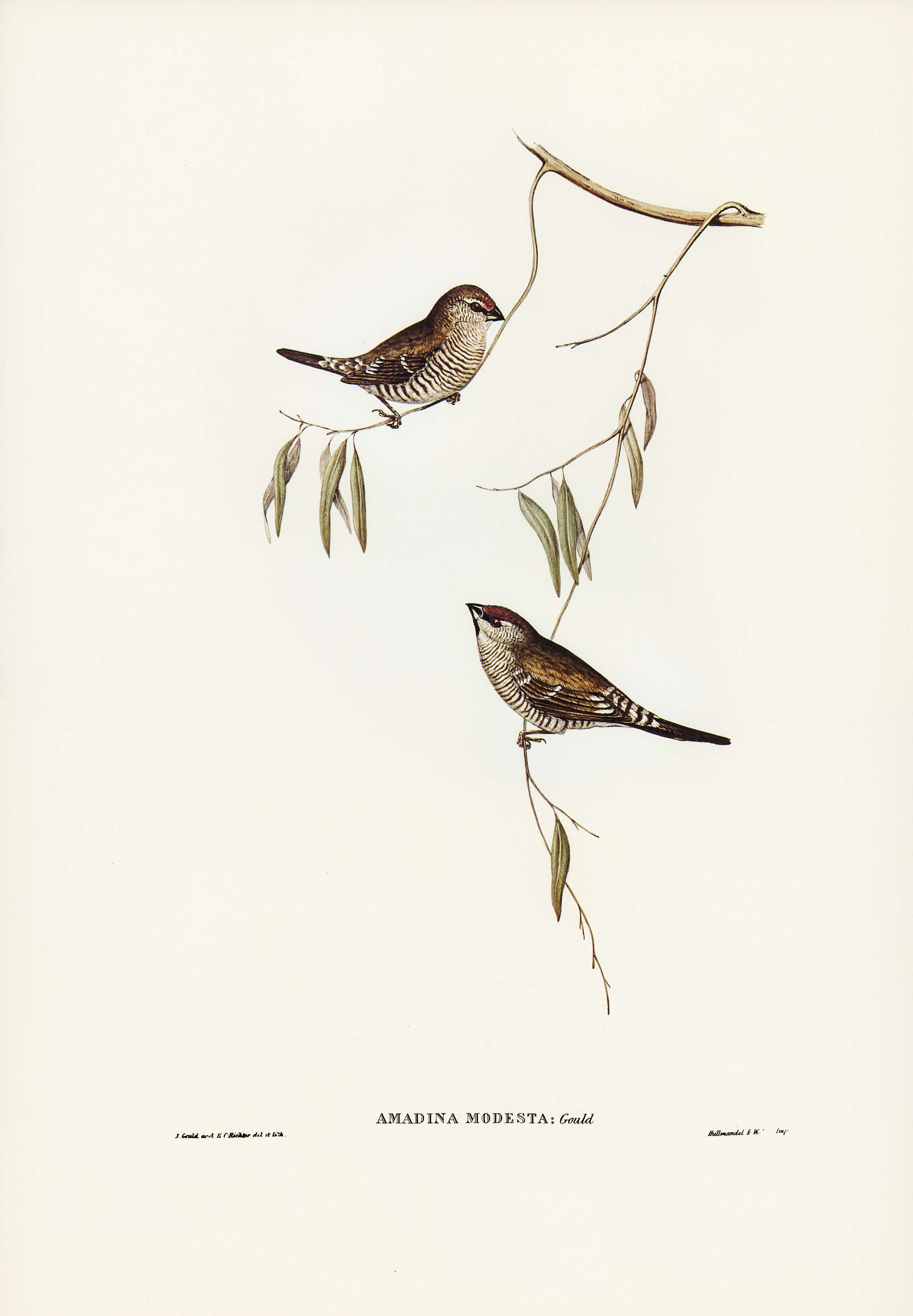 Plain-coloured Finch (Amadina modesta) illustrated by Elizabeth Gould (1804–1841) for John Gould’s (1804-1881)... Plain-coloured Finch (Amadina modesta) illustrated by Elizabeth Gould (1804–1841) for John Gould’s (1804-1881)...