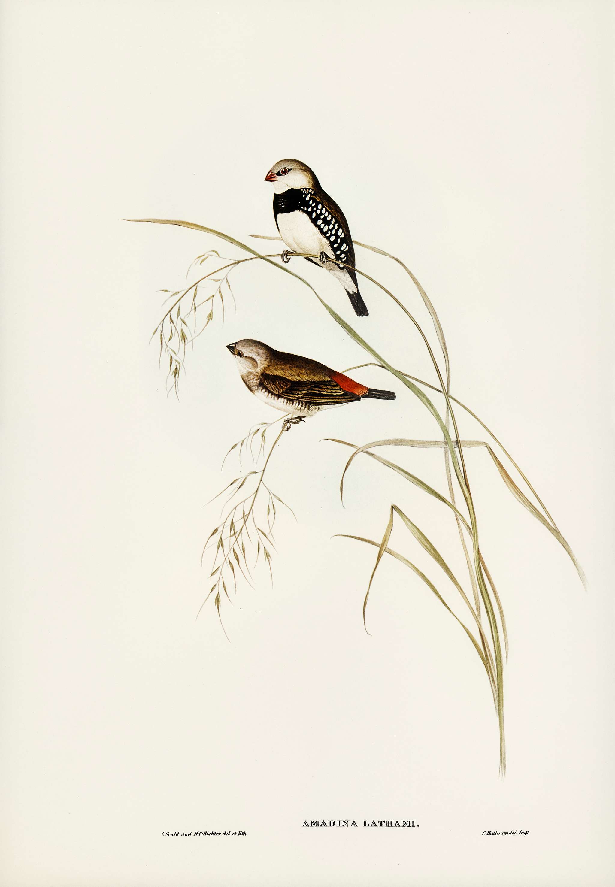 Spotted-sided Finch (Amadina Lathamii) illustrated by Elizabeth Gould (1804–1841) for John Gould’s (1804-1881)... Spotted-sided Finch (Amadina Lathamii) illustrated by Elizabeth Gould (1804–1841) for John Gould’s (1804-1881)...