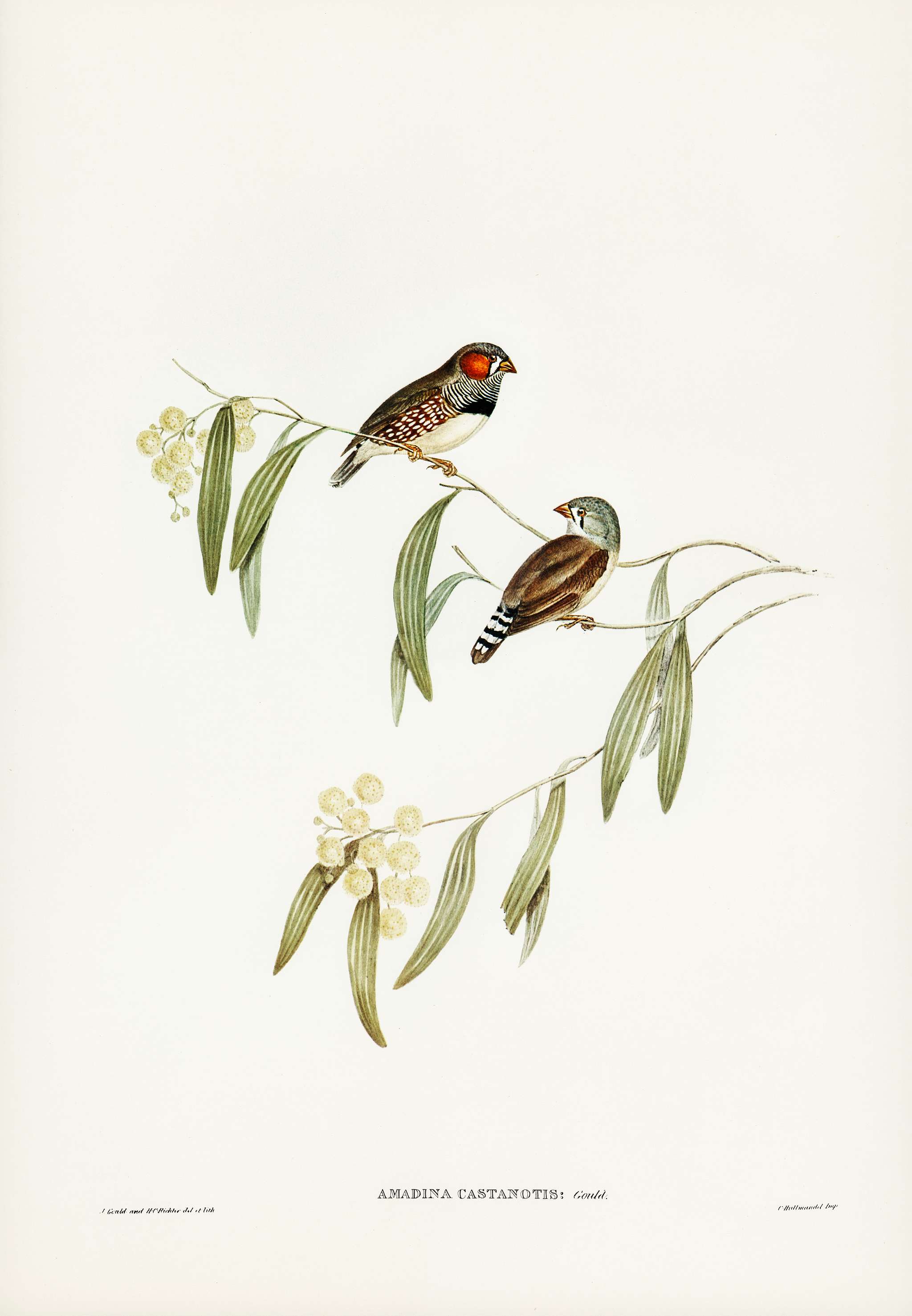 Chestnut-eared Finch (Amadina castanotis) illustrated by Elizabeth Gould (1804–1841) for John Gould’s (1804-1881... Chestnut-eared Finch (Amadina castanotis) illustrated by Elizabeth Gould (1804–1841) for John Gould’s (1804-1881...