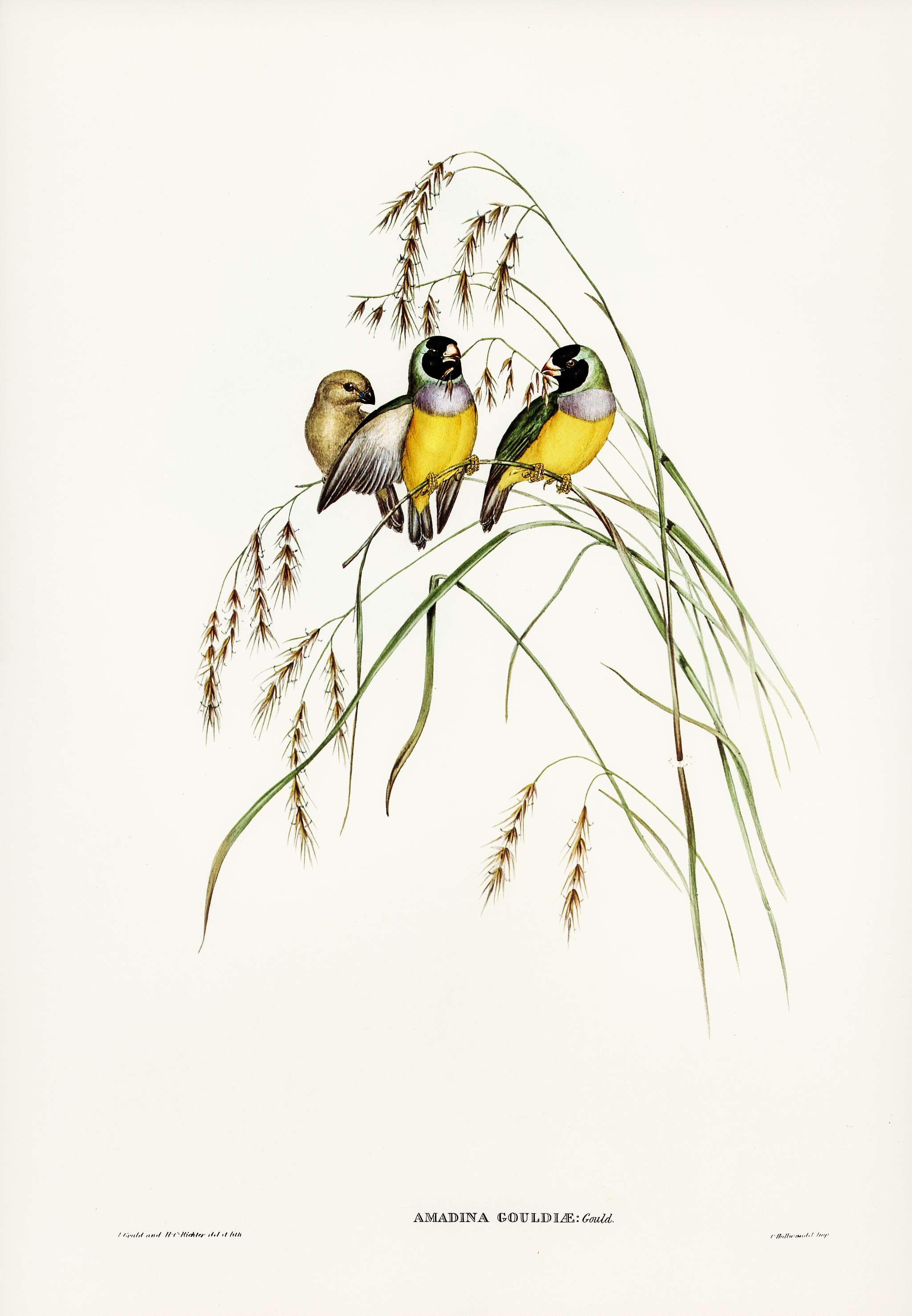 Gouldian Finch (Amadina Gouldiae) illustrated by Elizabeth Gould (1804–1841) for John Gould’s (1804-1881) Birds... Gouldian Finch (Amadina Gouldiae) illustrated by Elizabeth Gould (1804–1841) for John Gould’s (1804-1881) Birds...