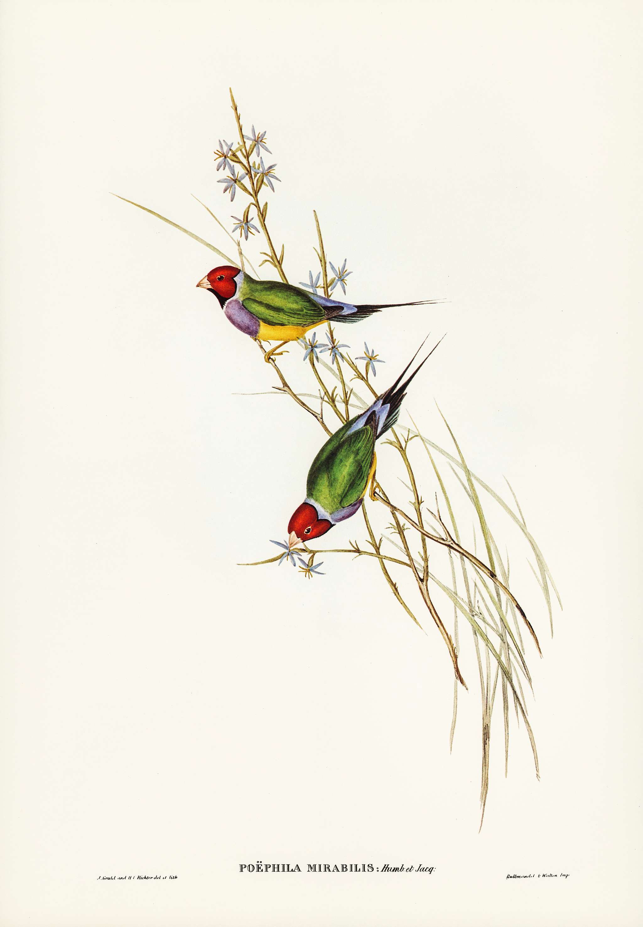 Beautiful Grass Finch (Poephila mirabilis, Homb&Jacq) illustrated by Elizabeth Gould (1804–1841) for John Gould... Beautiful Grass Finch (Poephila mirabilis, Homb&Jacq) illustrated by Elizabeth Gould (1804–1841) for John Gould...