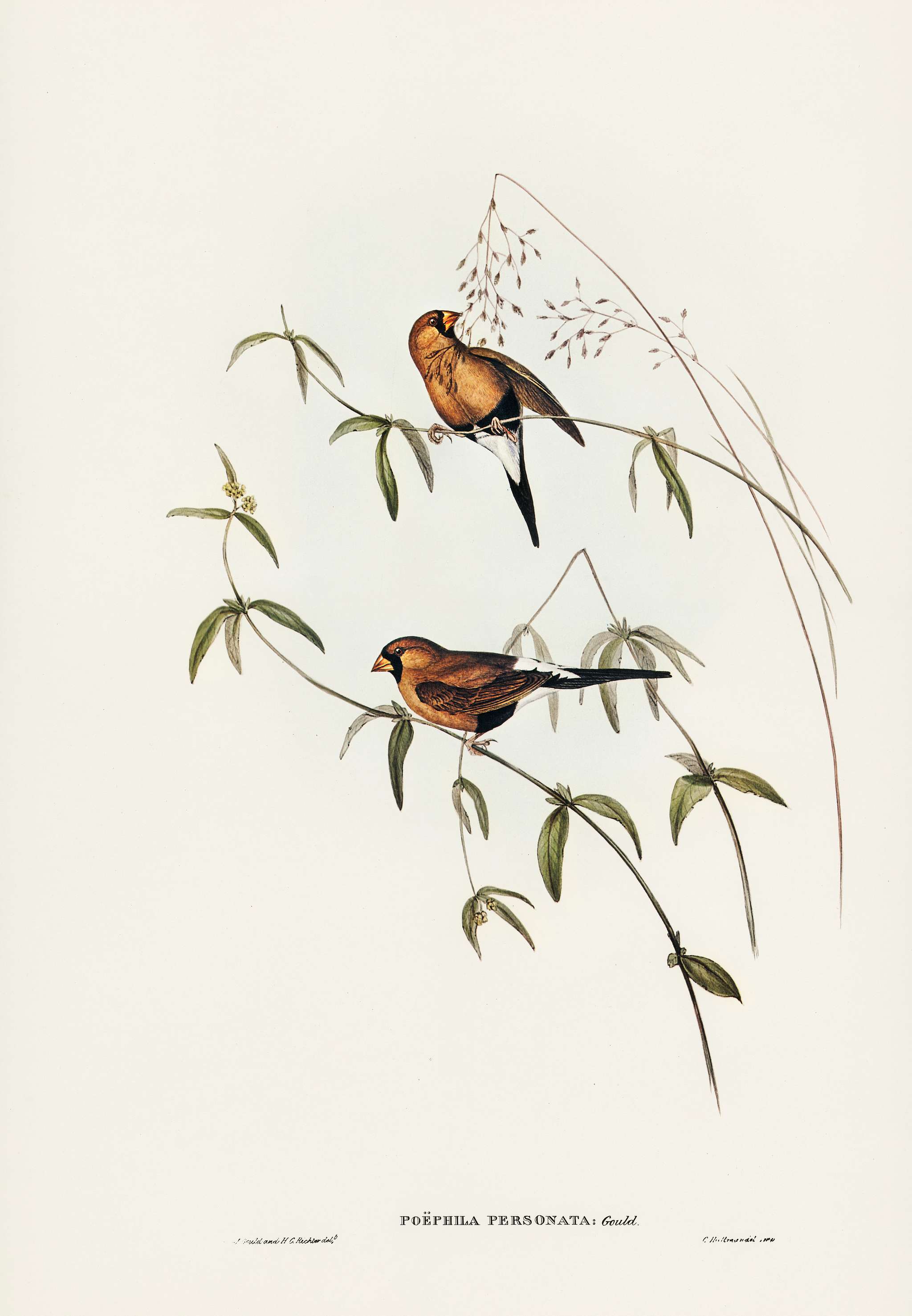 Masked Grass Finch (Poephila personata) illustrated by Elizabeth Gould (1804–1841) for John Gould’s (1804-1881)... Masked Grass Finch (Poephila personata) illustrated by Elizabeth Gould (1804–1841) for John Gould’s (1804-1881)...