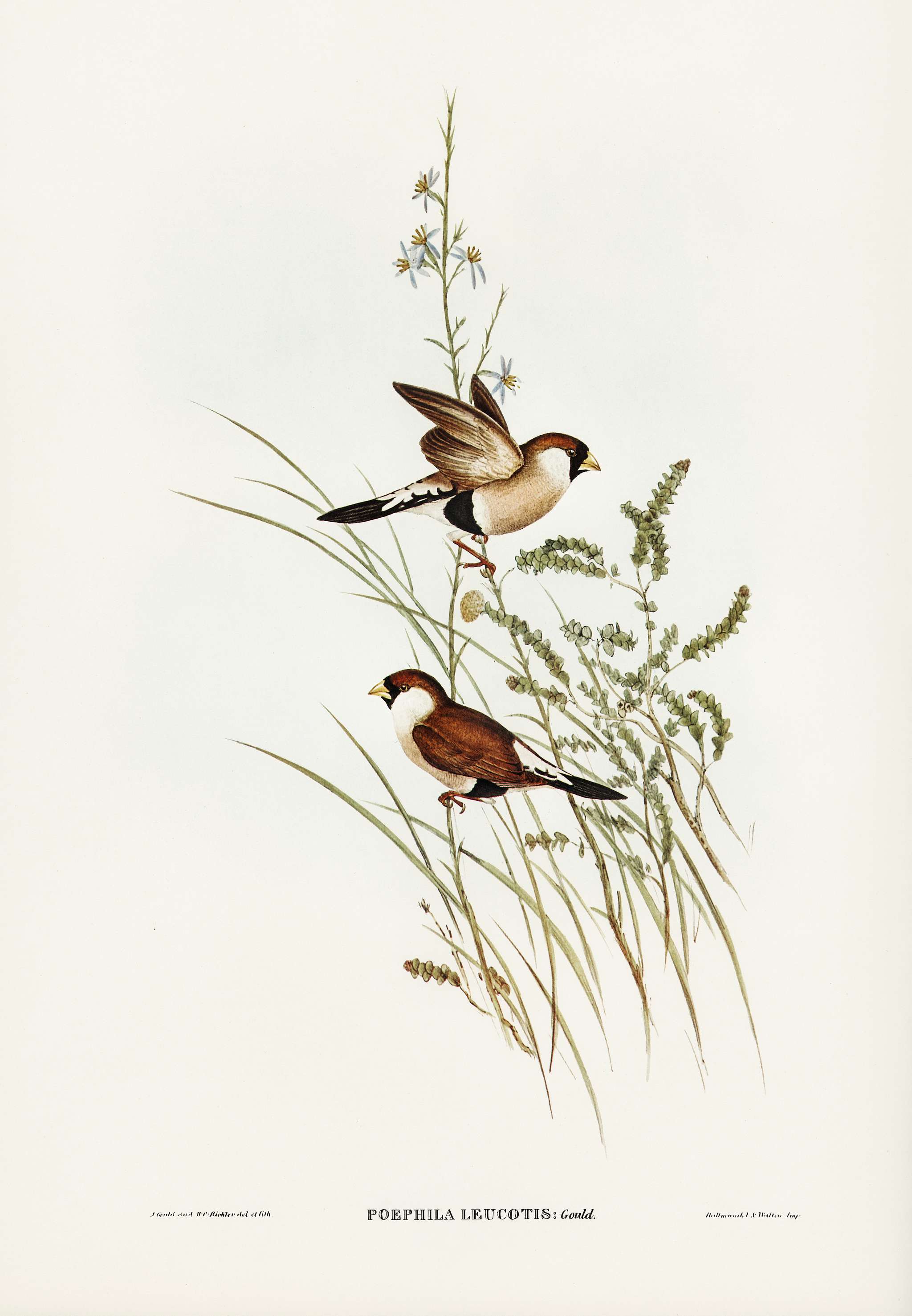 White-eared Grass Finch (Poephila leucotis) illustrated by Elizabeth Gould (1804–1841) for John Gould’s (1804-... White-eared Grass Finch (Poephila leucotis) illustrated by Elizabeth Gould (1804–1841) for John Gould’s (1804-...