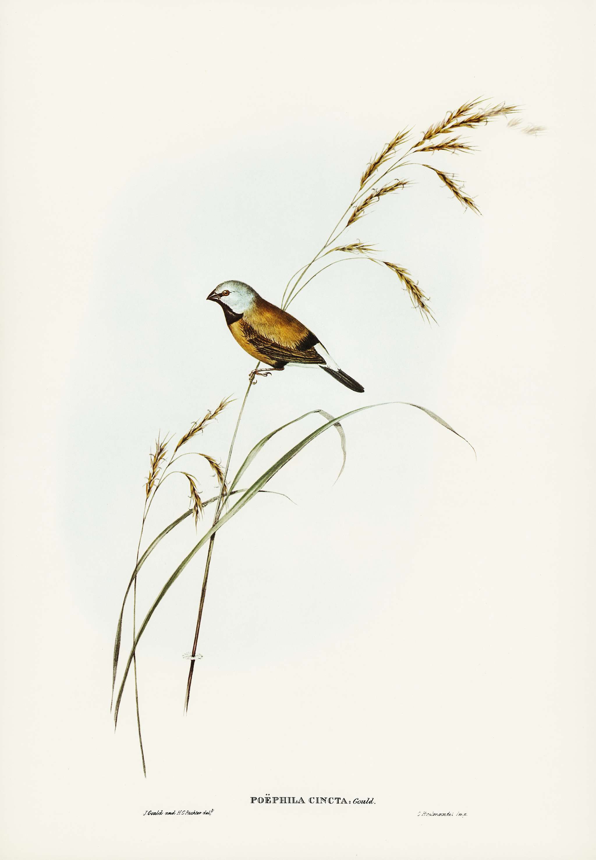Banded Grass Finch (Poephila cincta) illustrated by Elizabeth Gould (1804–1841) for John Gould’s (1804-1881)... Banded Grass Finch (Poephila cincta) illustrated by Elizabeth Gould (1804–1841) for John Gould’s (1804-1881)...