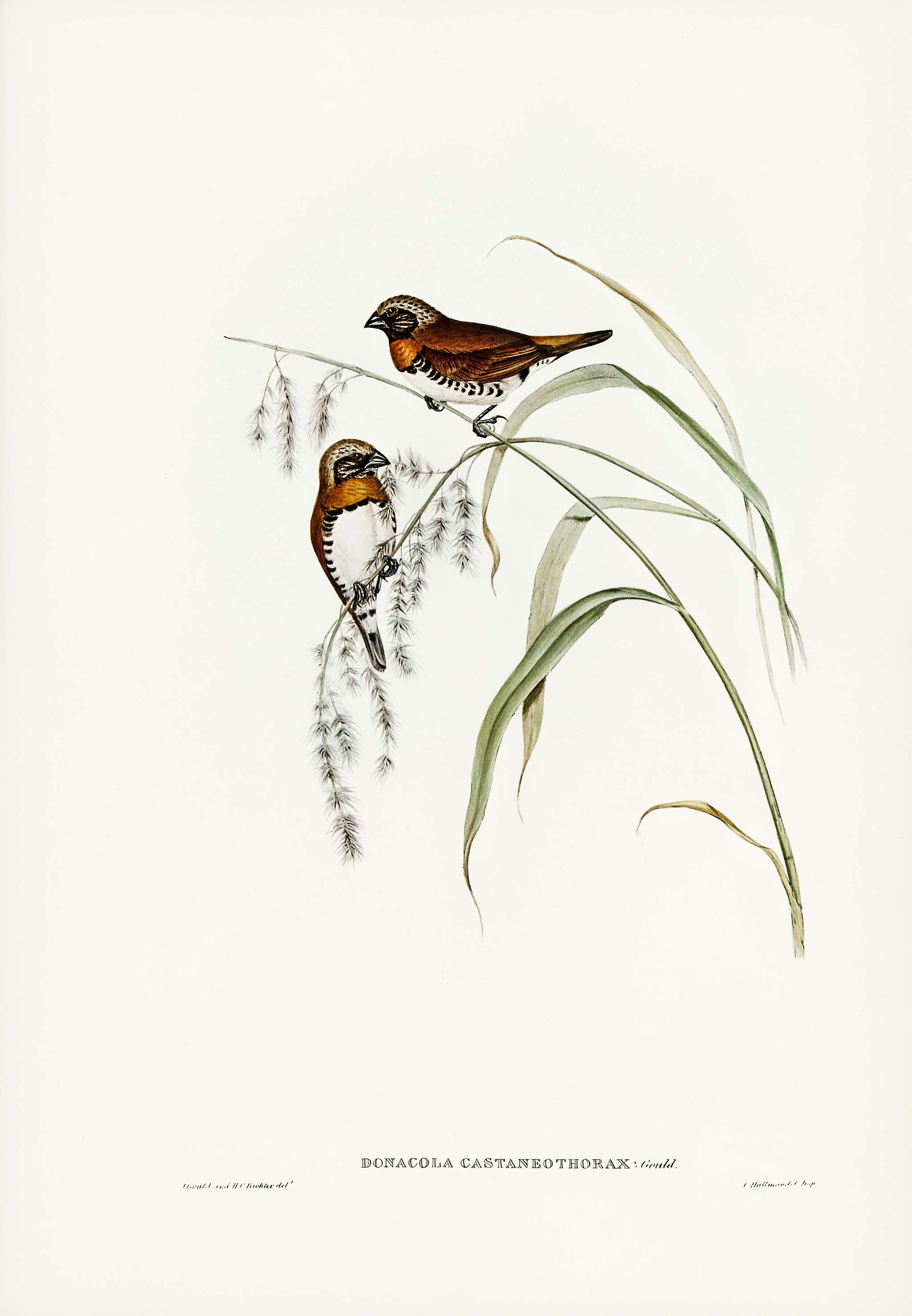 Chestnut-breasted Finch (Donacola castaneothorax) illustrated by Elizabeth Gould (1804–1841) for John Gould’s (... Chestnut-breasted Finch (Donacola castaneothorax) illustrated by Elizabeth Gould (1804–1841) for John Gould’s (...