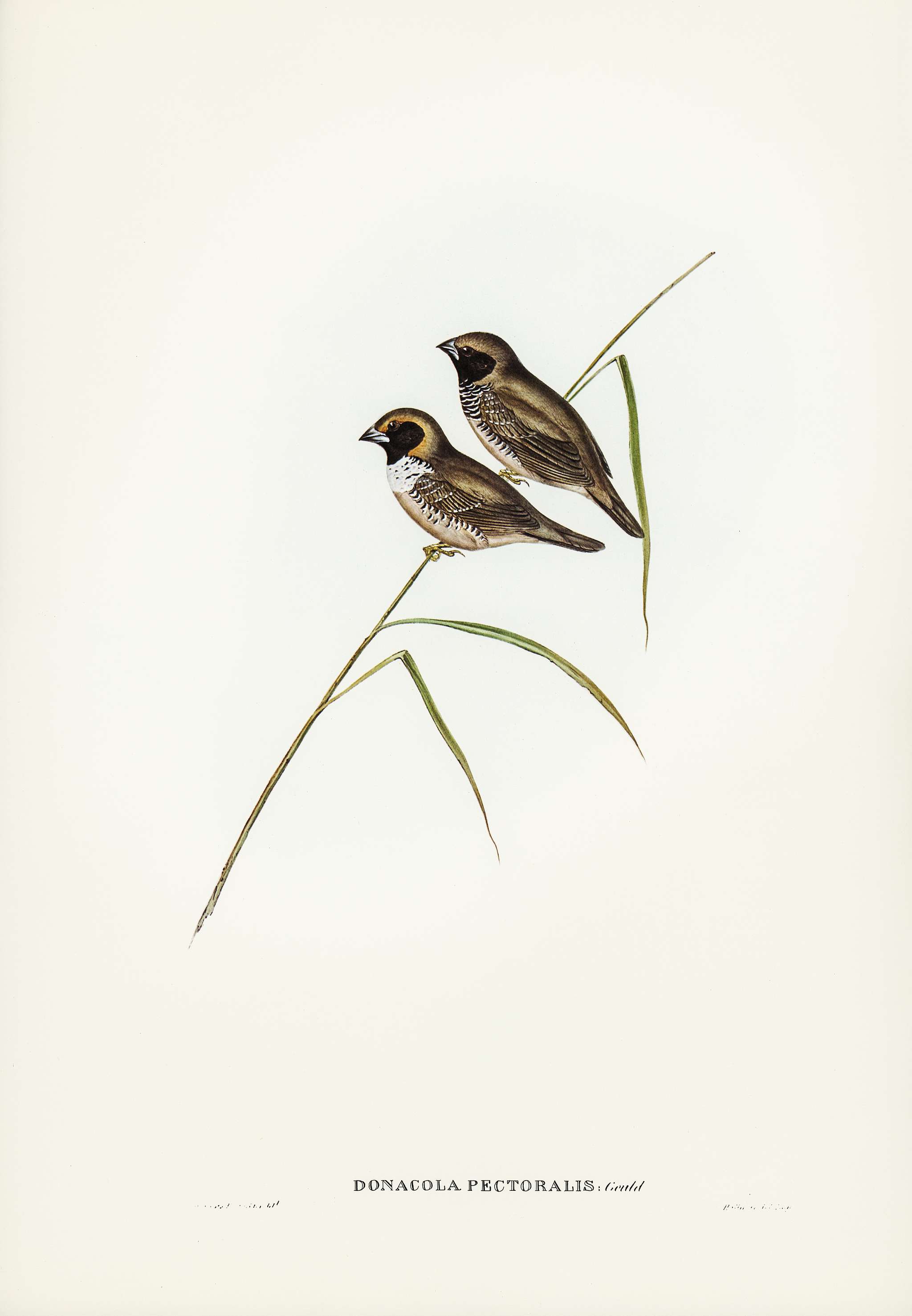 White-breasted Finch (Donacola pectoralis) illustrated by Elizabeth Gould (1804–1841) for John Gould’s (1804-... White-breasted Finch (Donacola pectoralis) illustrated by Elizabeth Gould (1804–1841) for John Gould’s (1804-...
